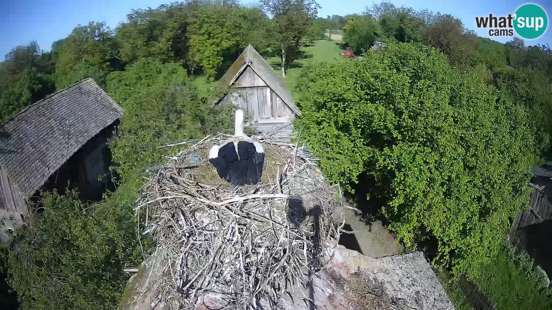 U živo Europsko selo roda – Park prirode Lonjsko polje