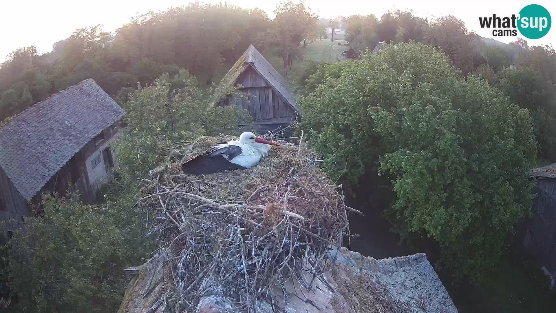 U živo Europsko selo roda – Park prirode Lonjsko polje