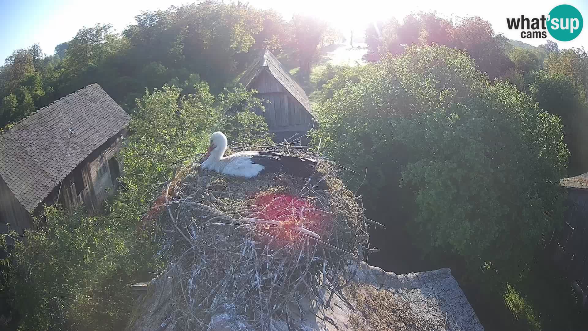 U živo Europsko selo roda – Park prirode Lonjsko polje