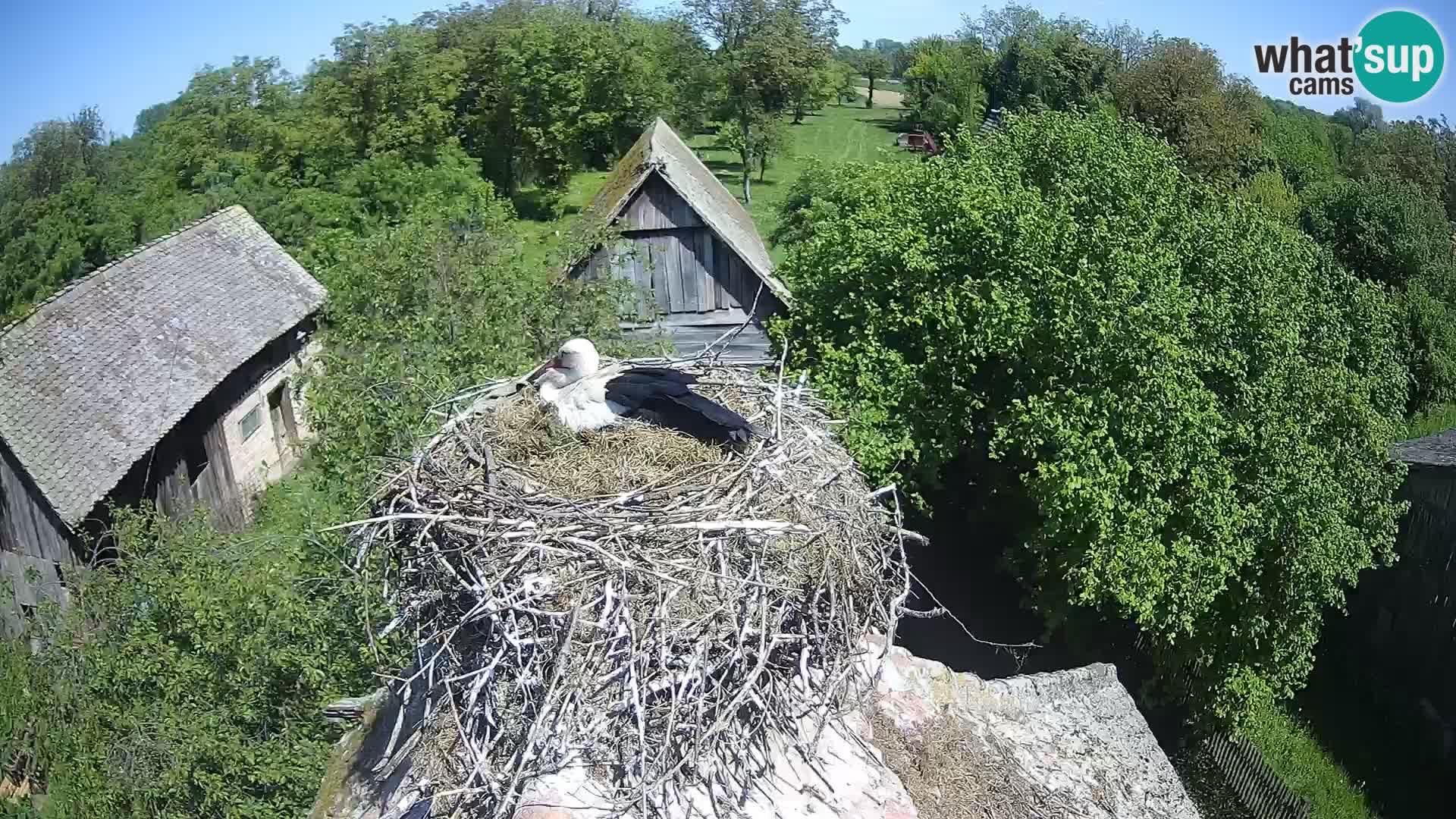 Pueblo europeo de cigüeñas camera en vivo Parque Natural Lonjsko polje