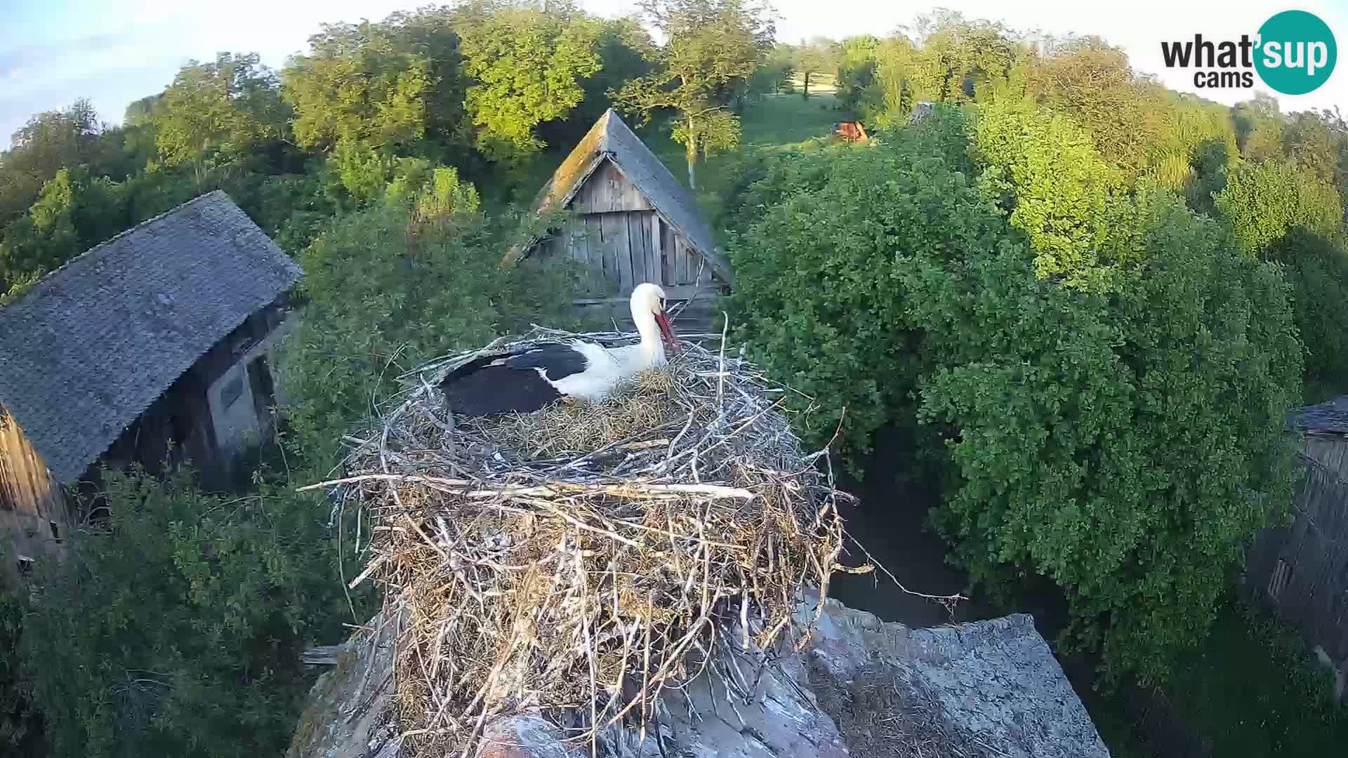Villaggio delle cicogne europee webcam Parco naturale di Lonjsko polje