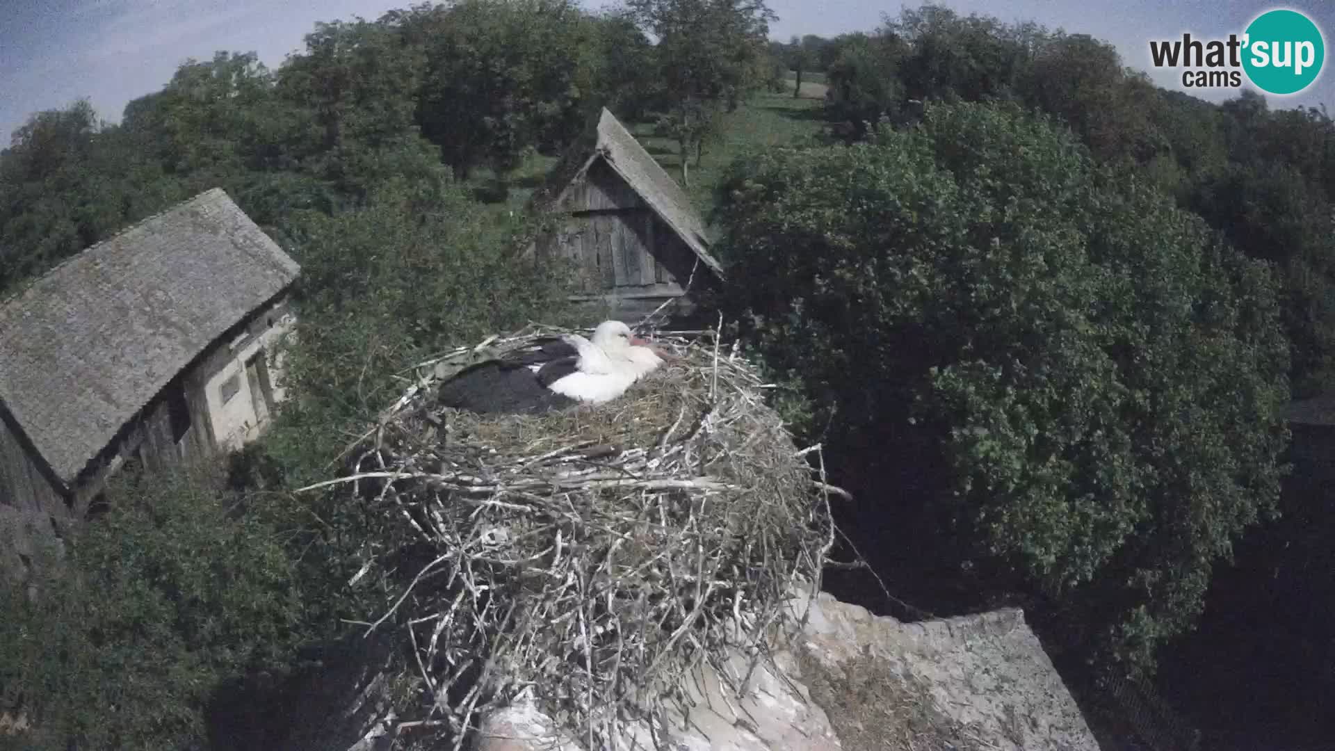 Villaggio delle cicogne europee webcam Parco naturale di Lonjsko polje
