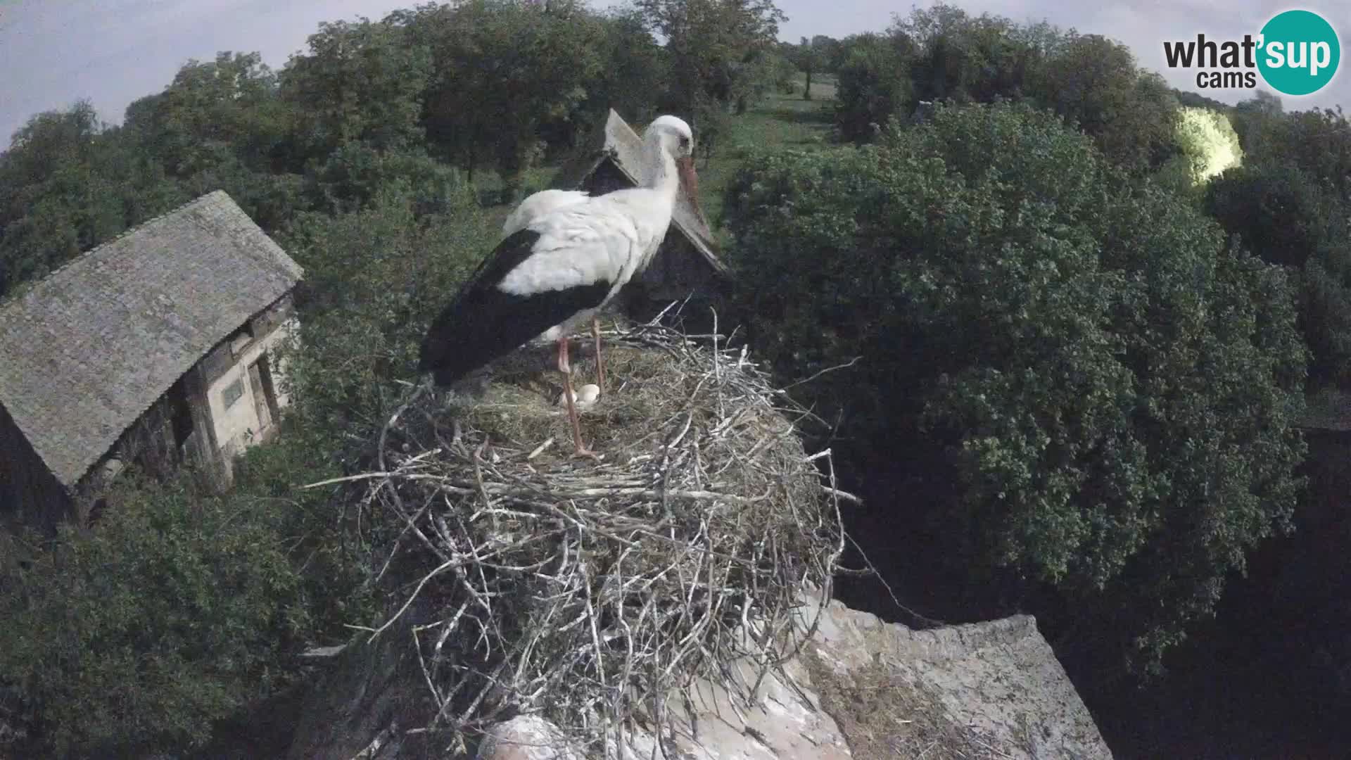 U živo Europsko selo roda – Park prirode Lonjsko polje
