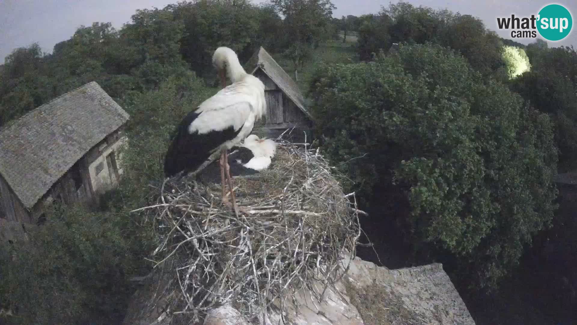 U živo Europsko selo roda – Park prirode Lonjsko polje