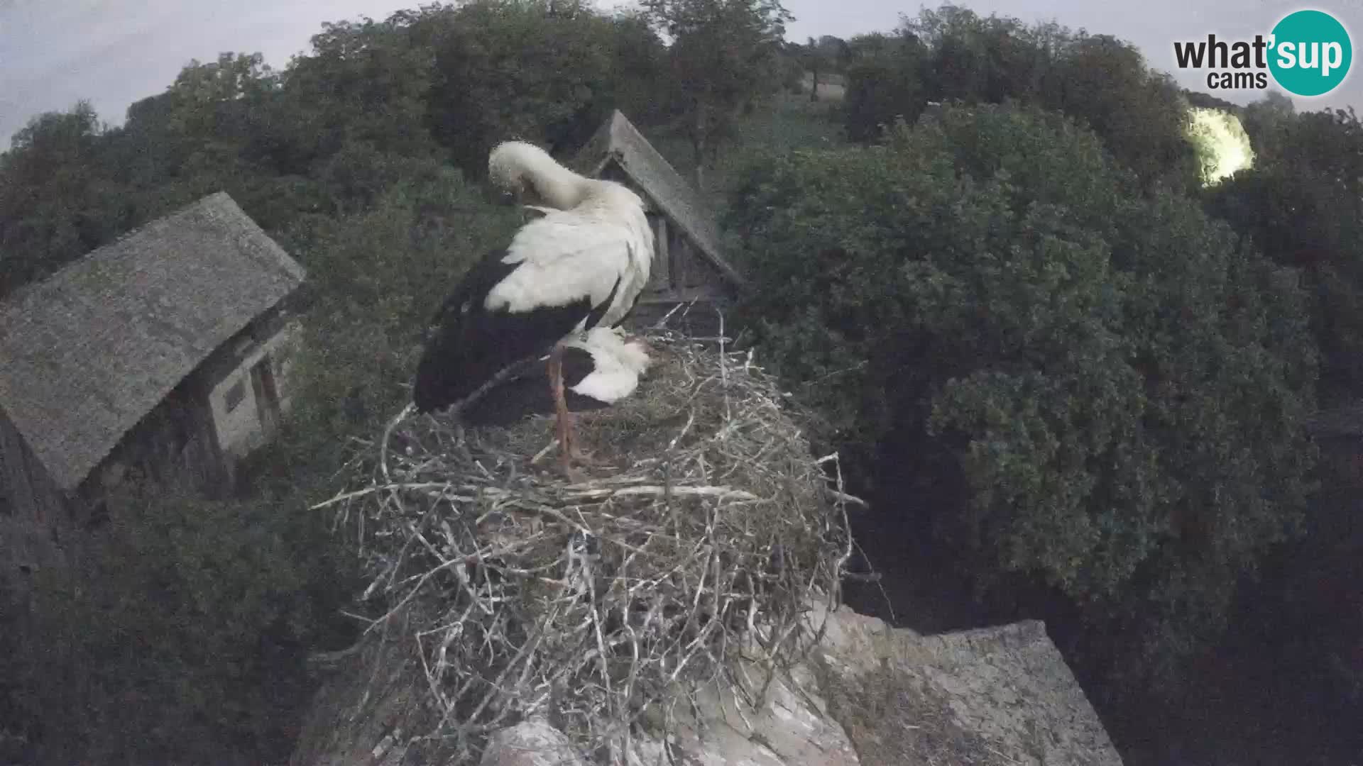 Evropska vas štorklje – Krajinski park Lonjsko polje spletna kamera