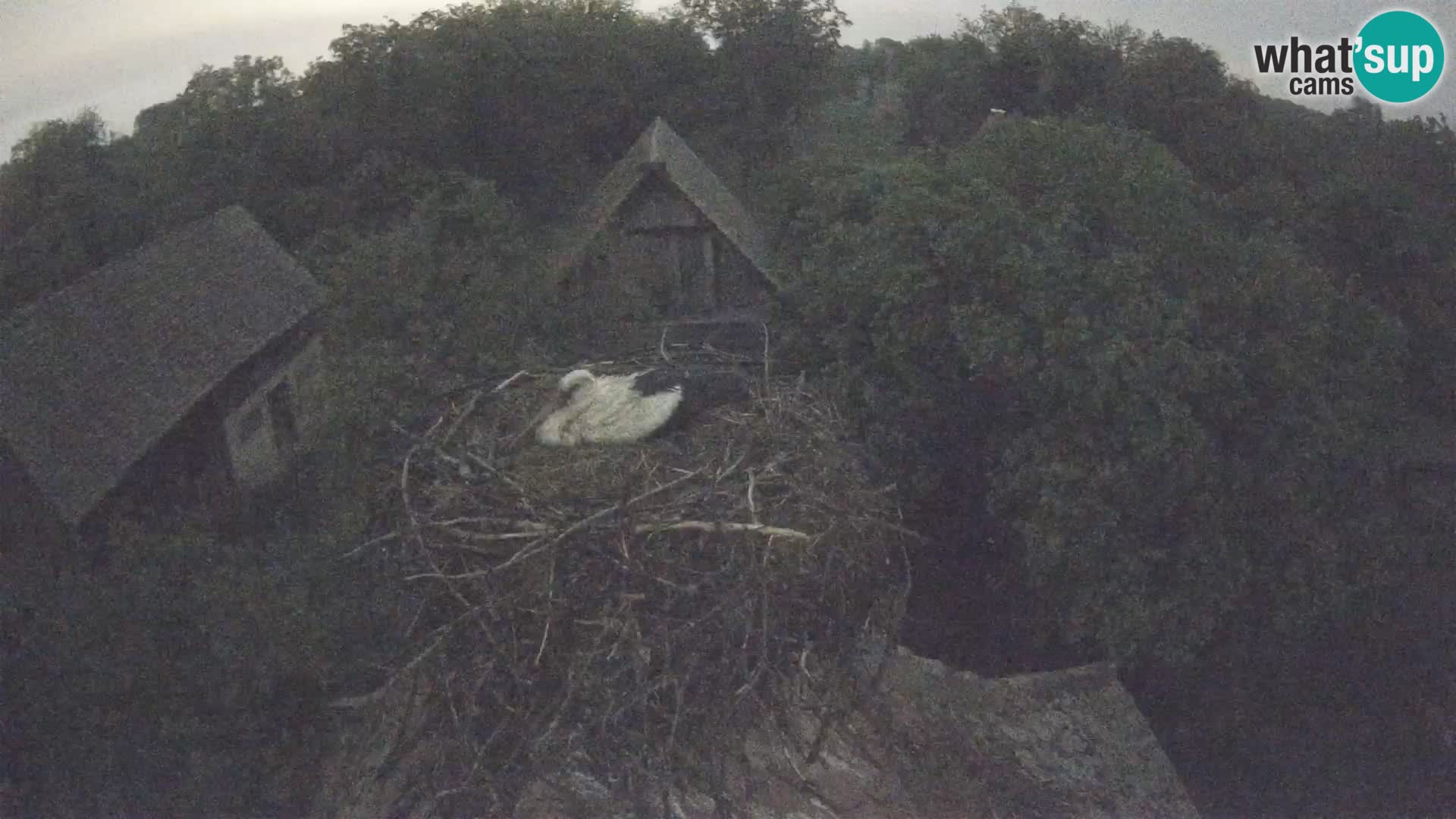 Evropska vas štorklje – Krajinski park Lonjsko polje spletna kamera