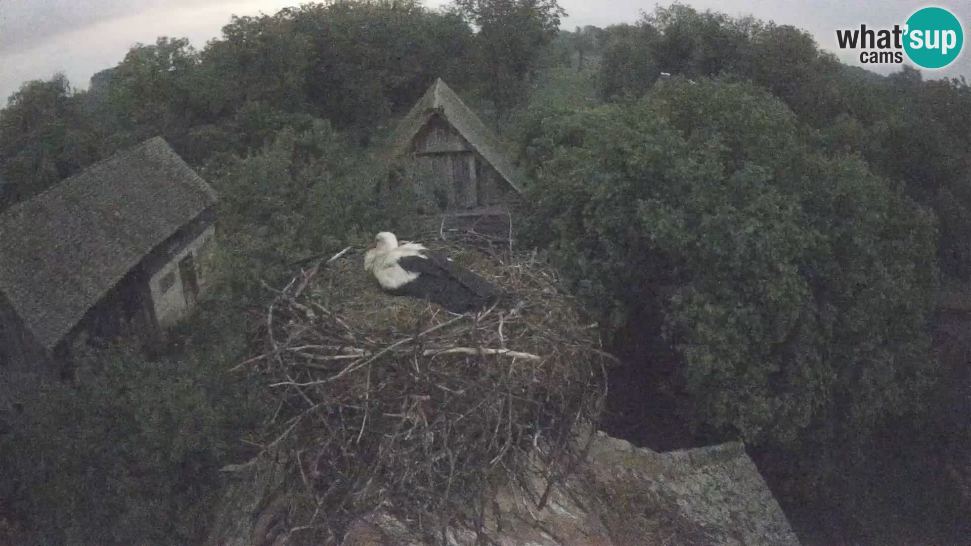 Webcam Europäisches Storchendorf – Naturpark Lonjsko polje