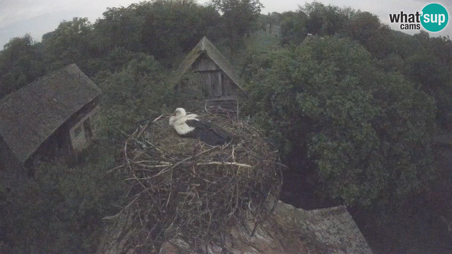 Webcam Europäisches Storchendorf – Naturpark Lonjsko polje