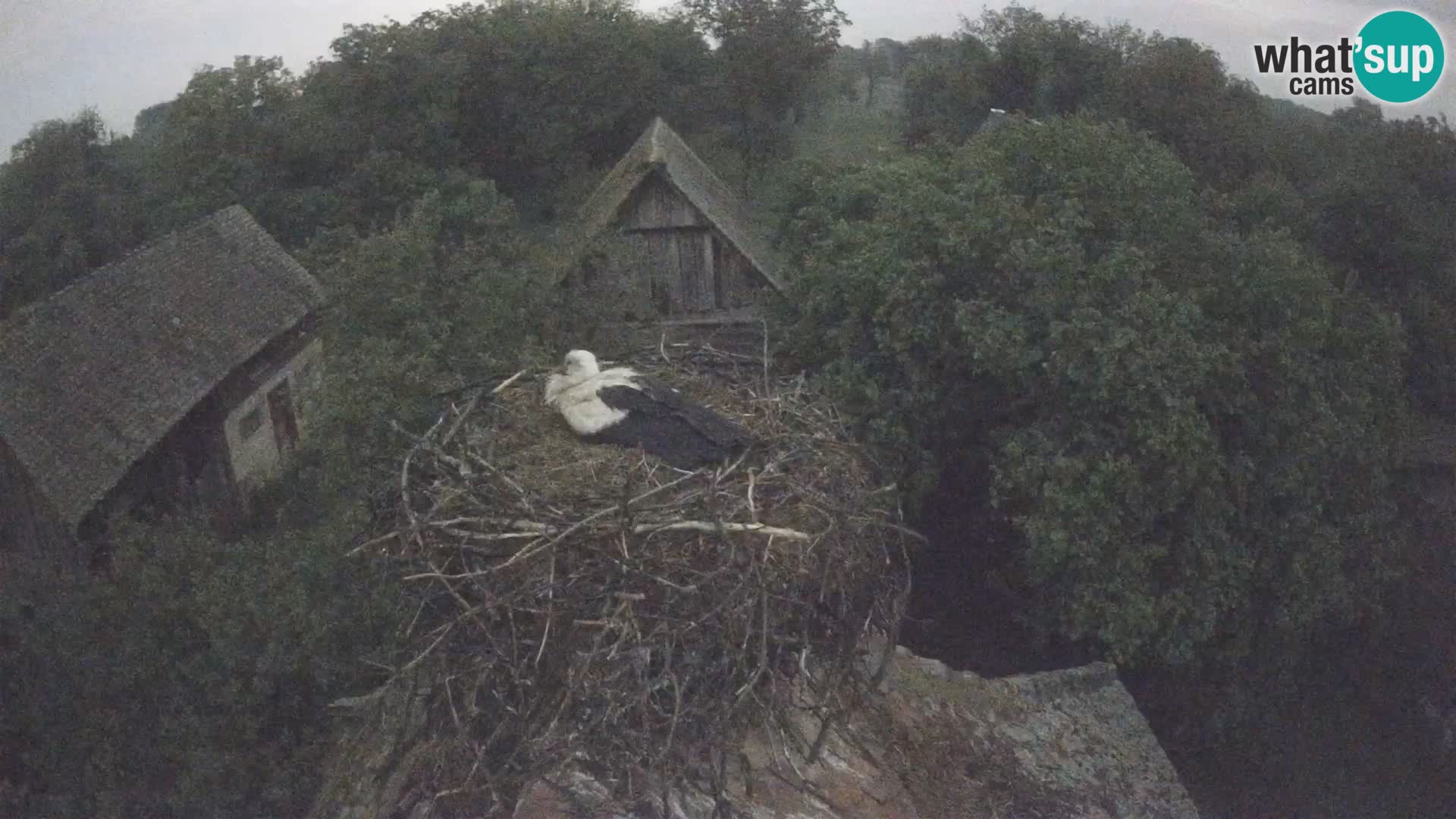 Village européen de cigognes webcam Parc naturel de Lonjsko polje