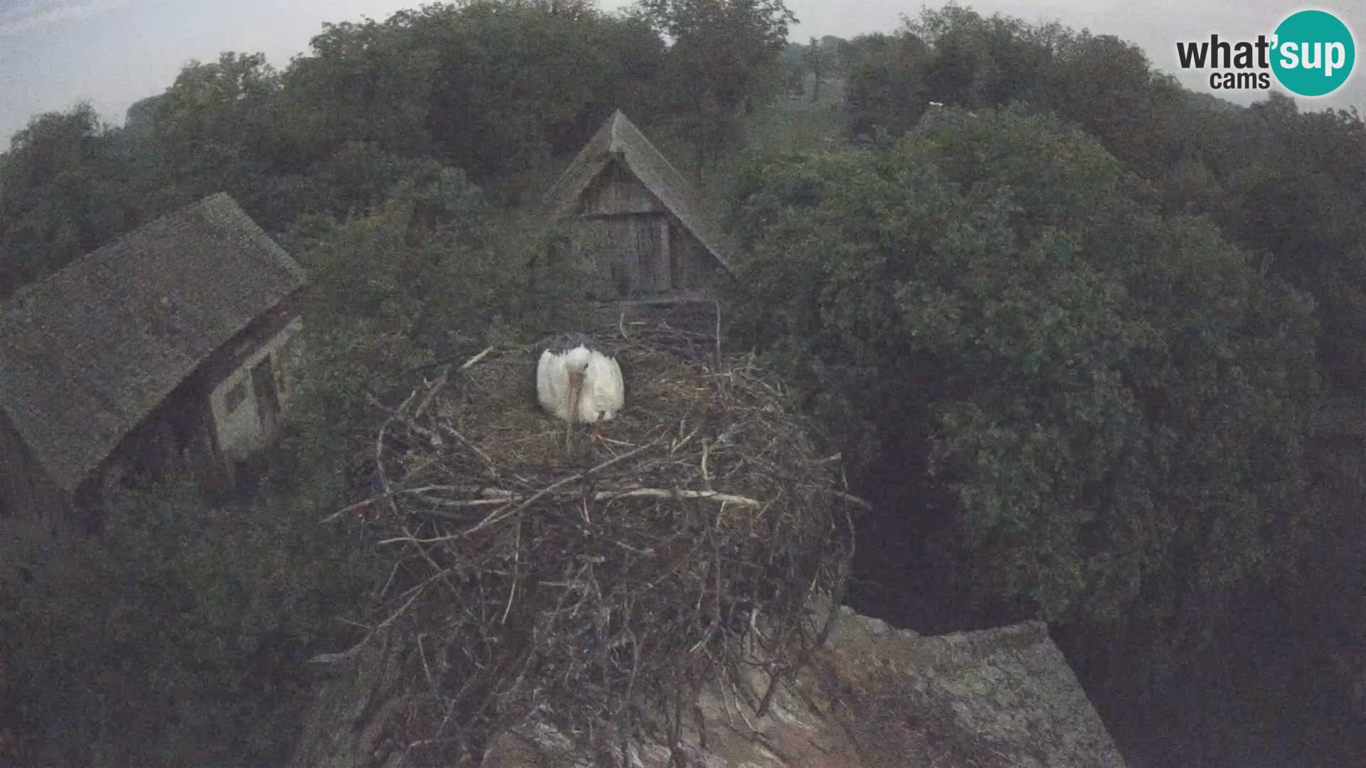 Webcam Europäisches Storchendorf – Naturpark Lonjsko polje