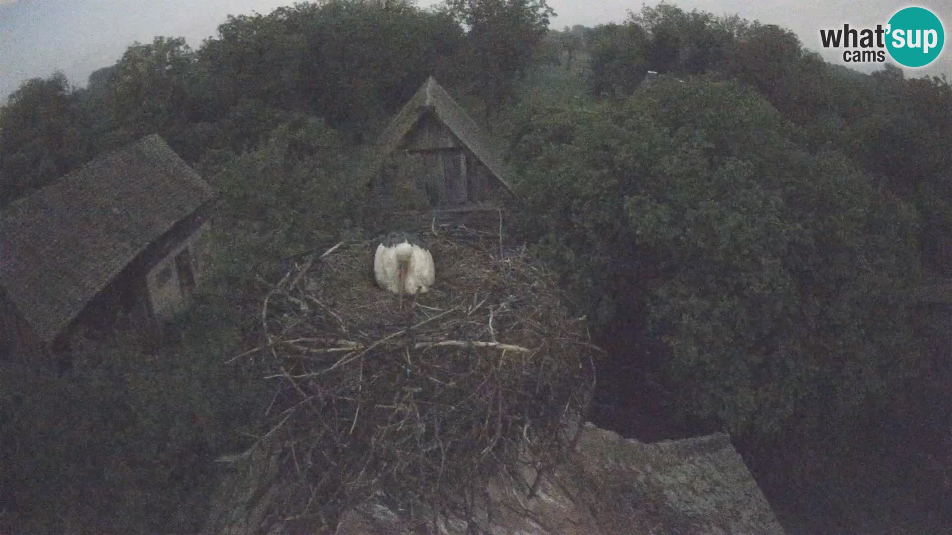 Webcam Europäisches Storchendorf – Naturpark Lonjsko polje