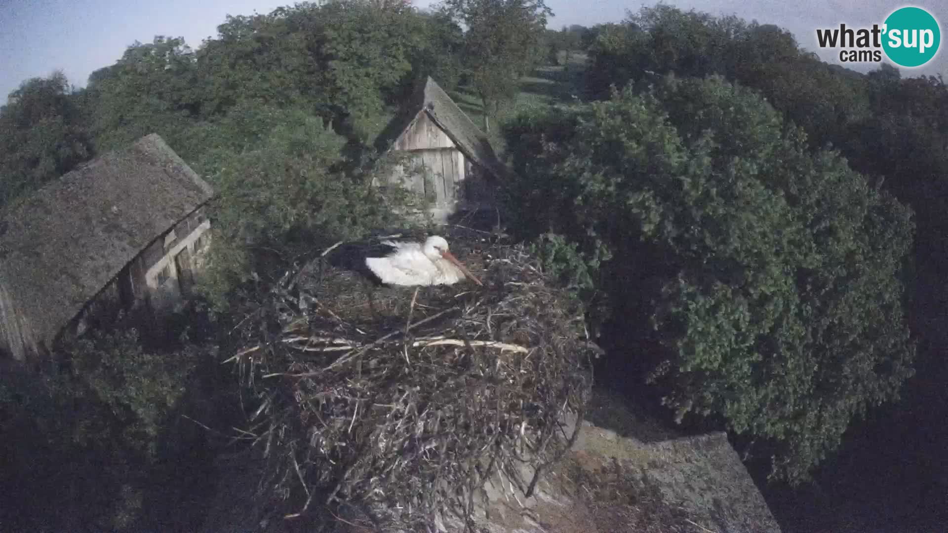 Villaggio delle cicogne europee webcam Parco naturale di Lonjsko polje