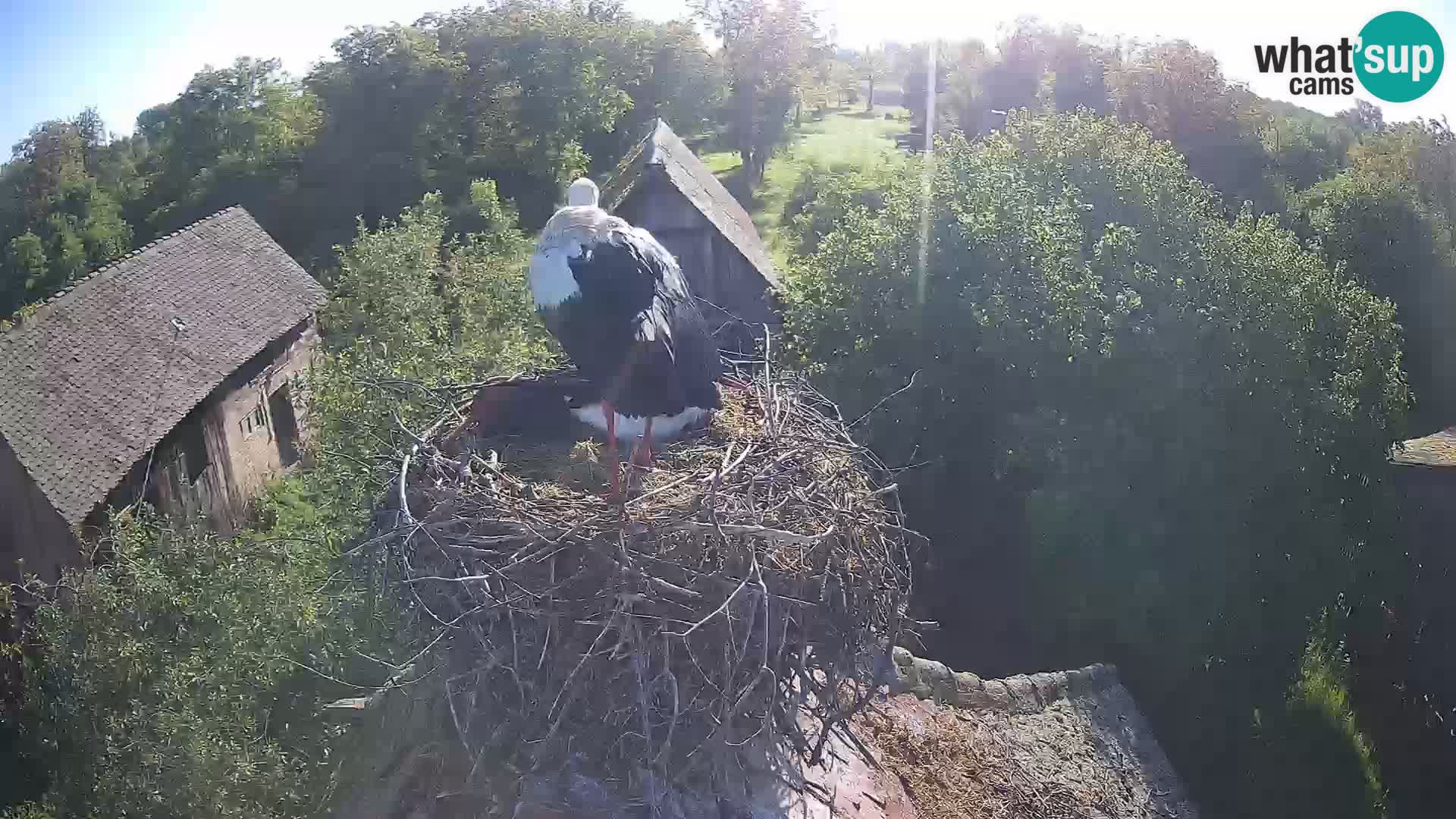 Villaggio delle cicogne europee webcam Parco naturale di Lonjsko polje