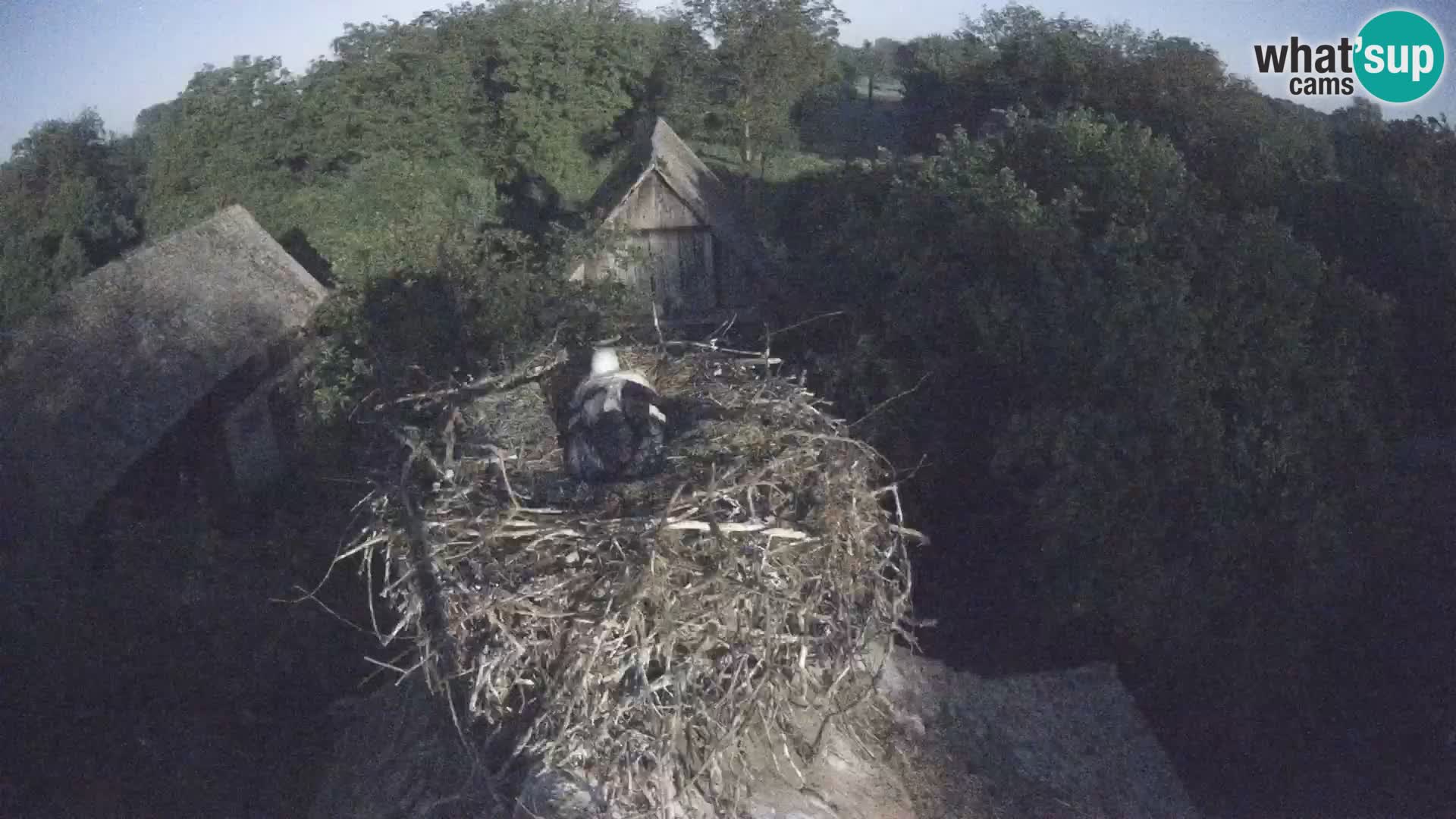 Village européen de cigognes webcam Parc naturel de Lonjsko polje