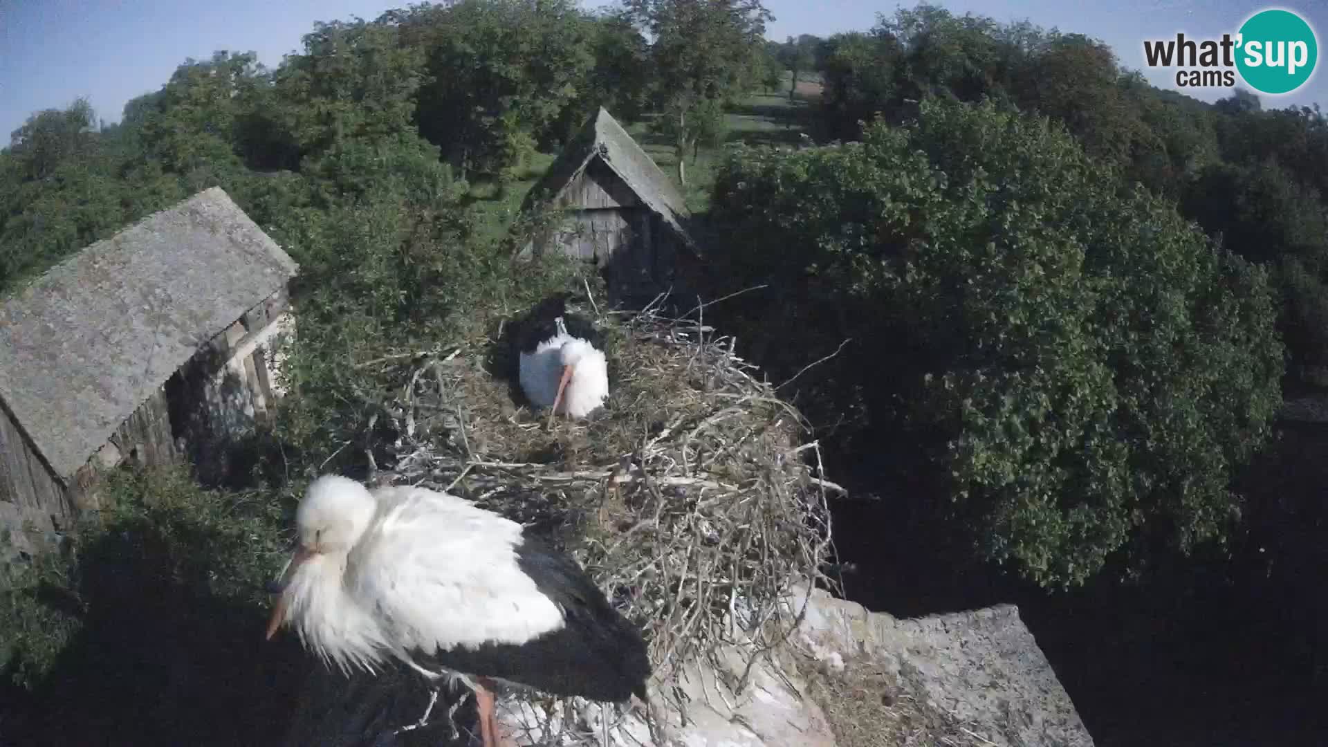 Webcam Europäisches Storchendorf – Naturpark Lonjsko polje