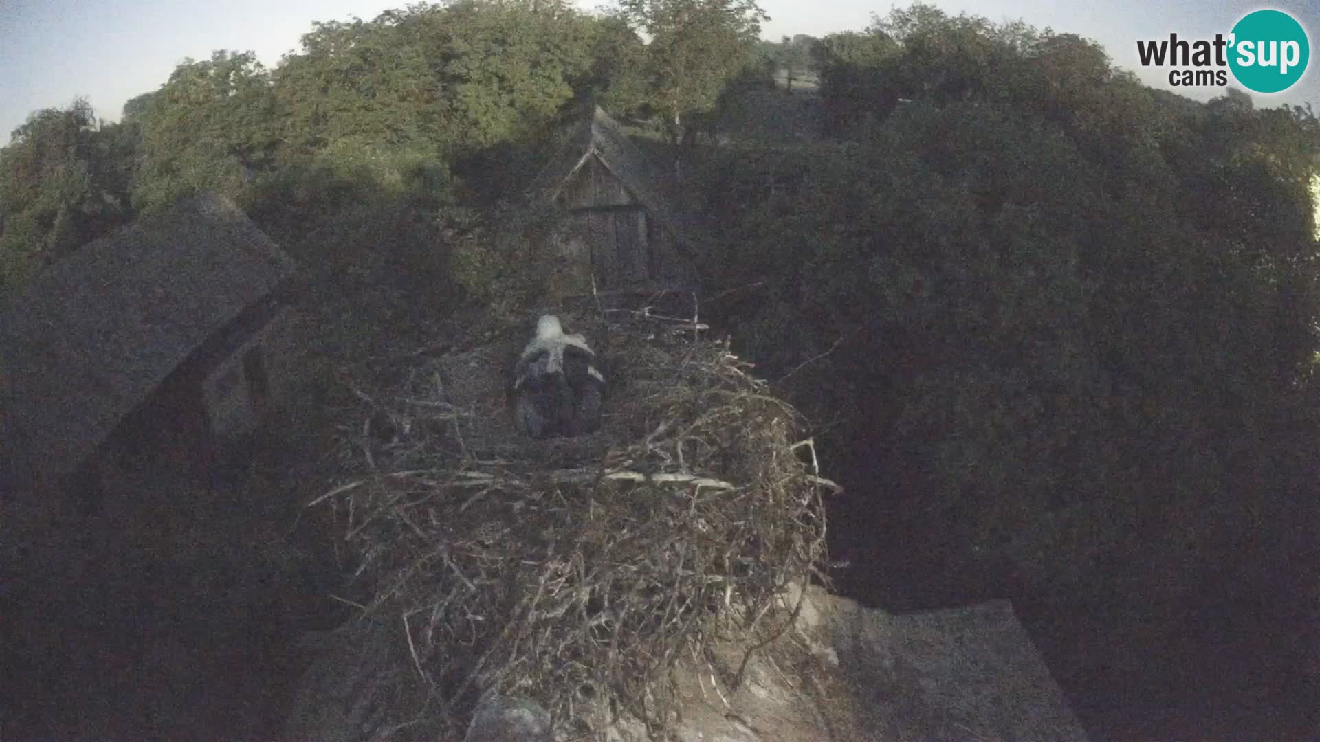 Webcam Europäisches Storchendorf – Naturpark Lonjsko polje