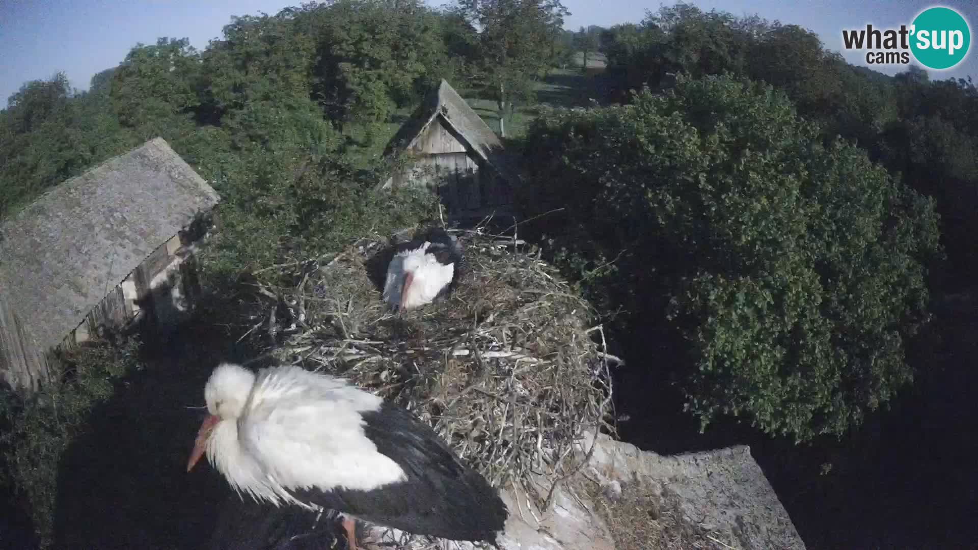 Pueblo europeo de cigüeñas camera en vivo Parque Natural Lonjsko polje