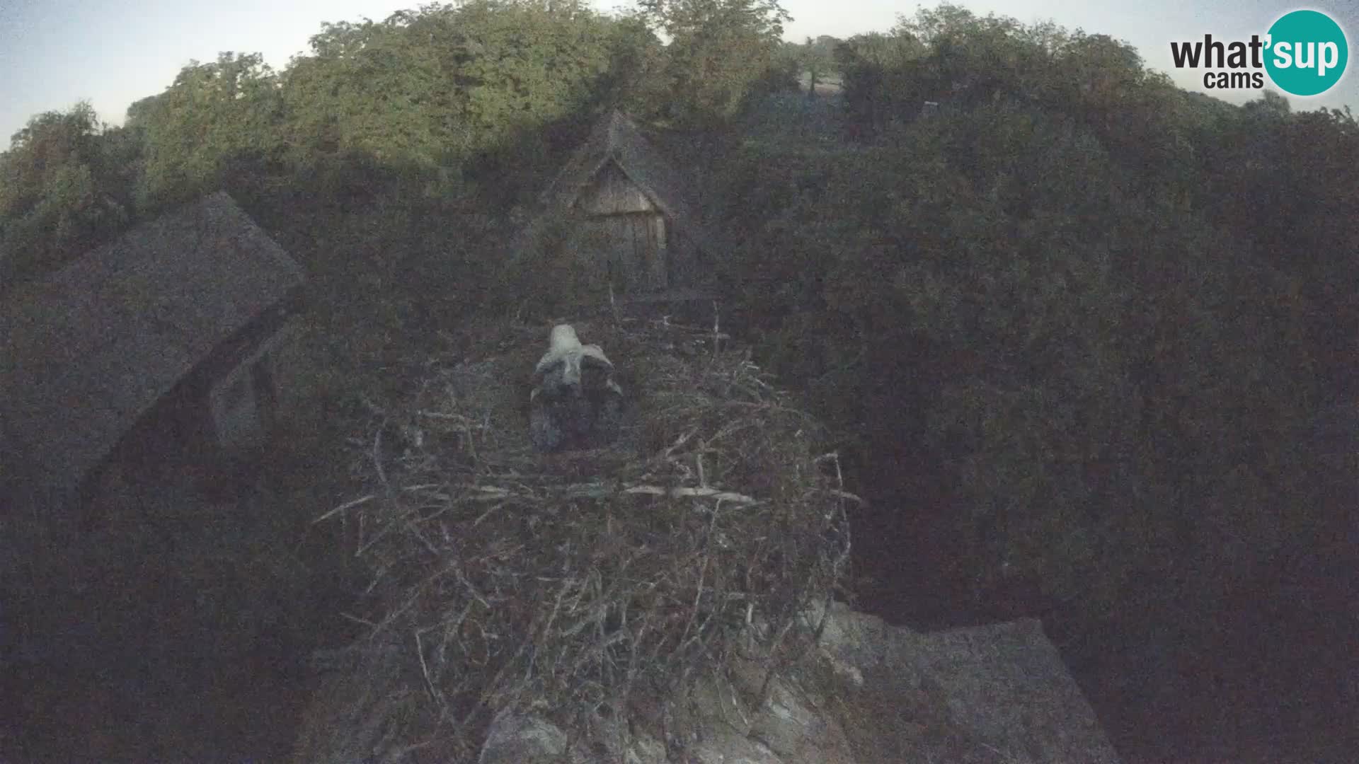 Pueblo europeo de cigüeñas camera en vivo Parque Natural Lonjsko polje