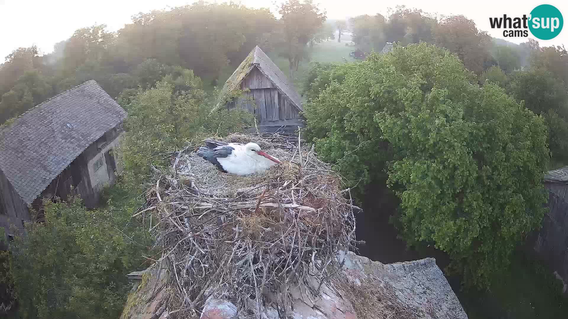 Villaggio delle cicogne europee webcam Parco naturale di Lonjsko polje