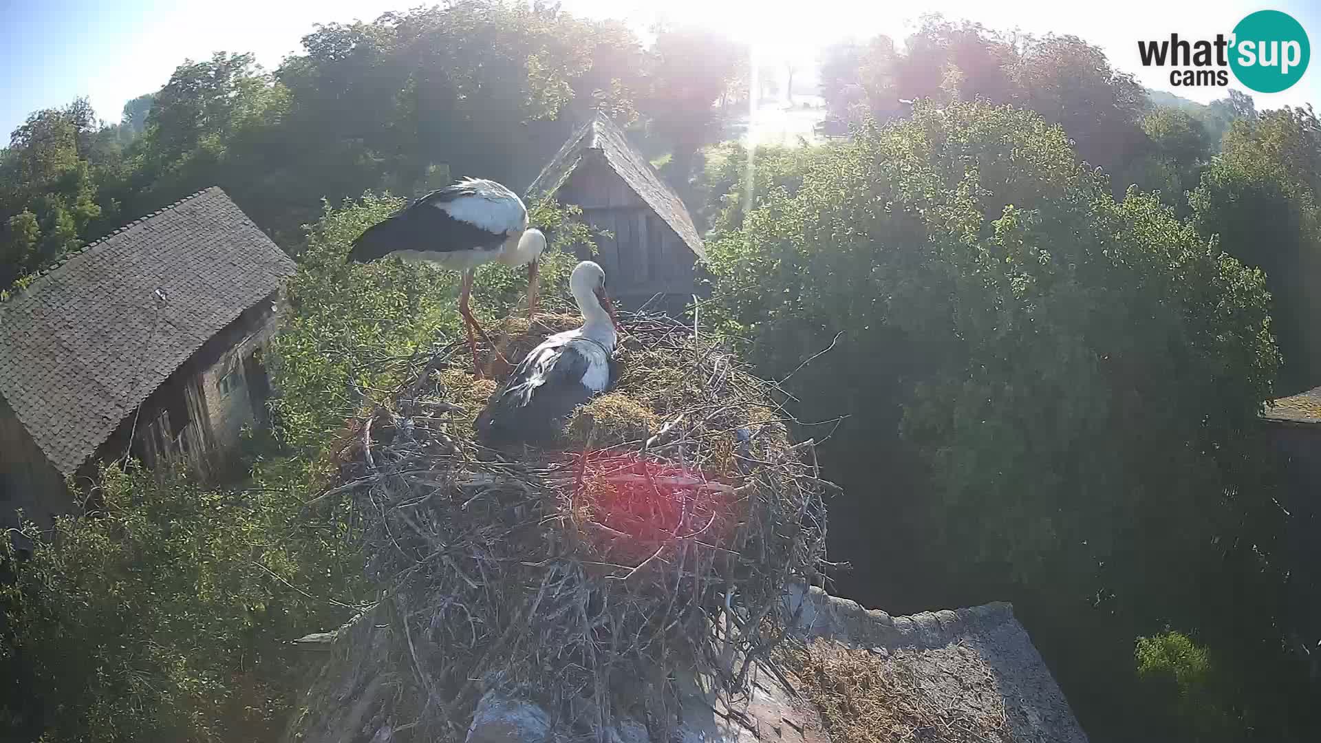 Village européen de cigognes webcam Parc naturel de Lonjsko polje