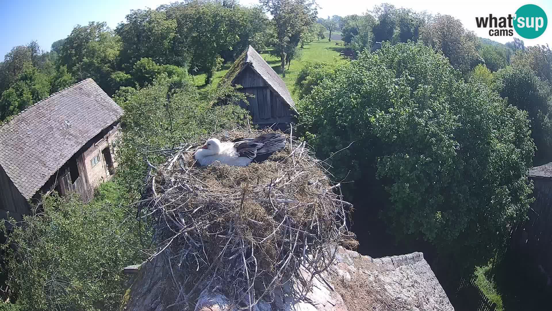 Village européen de cigognes webcam Parc naturel de Lonjsko polje