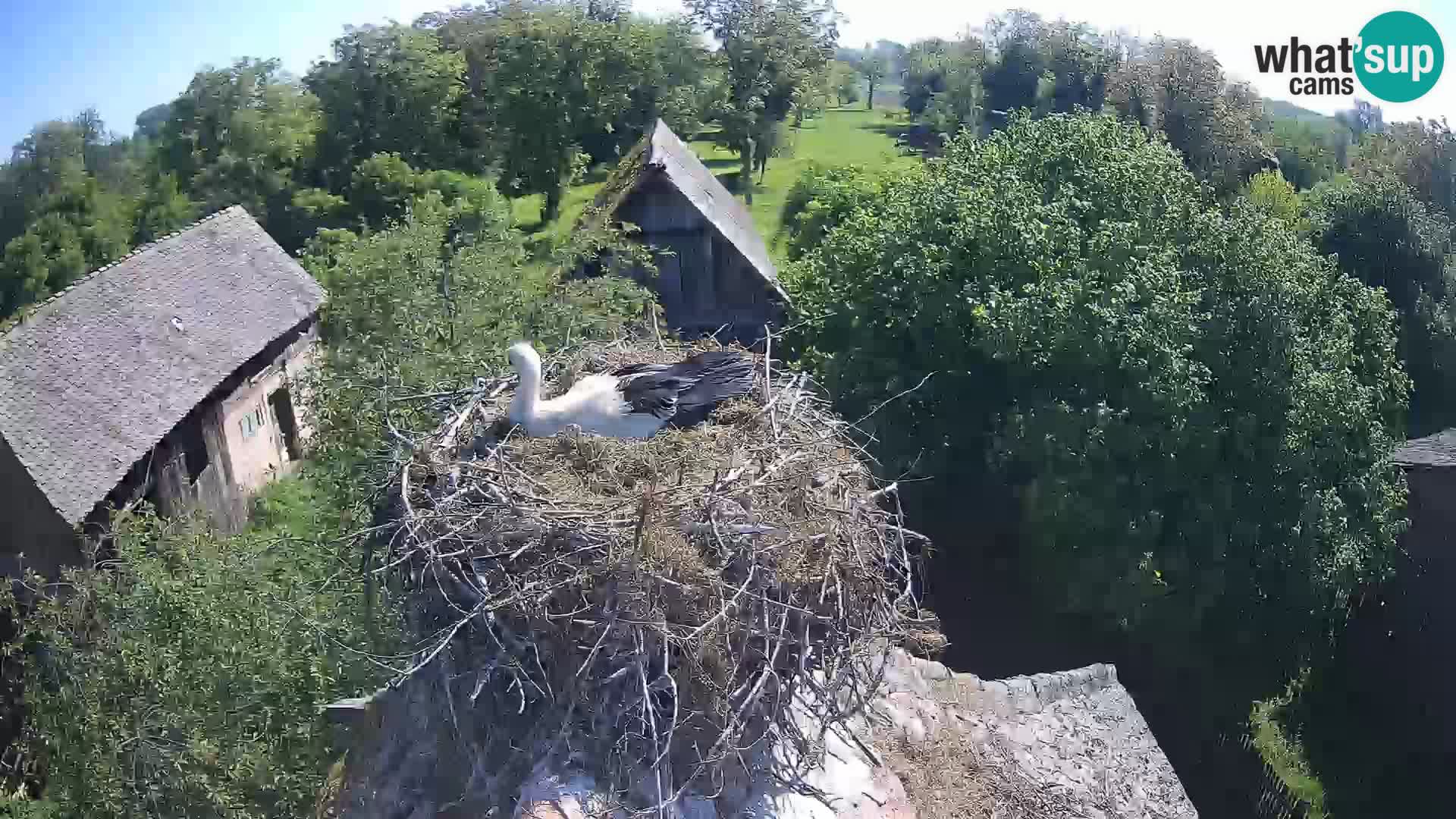 Villaggio delle cicogne europee webcam Parco naturale di Lonjsko polje