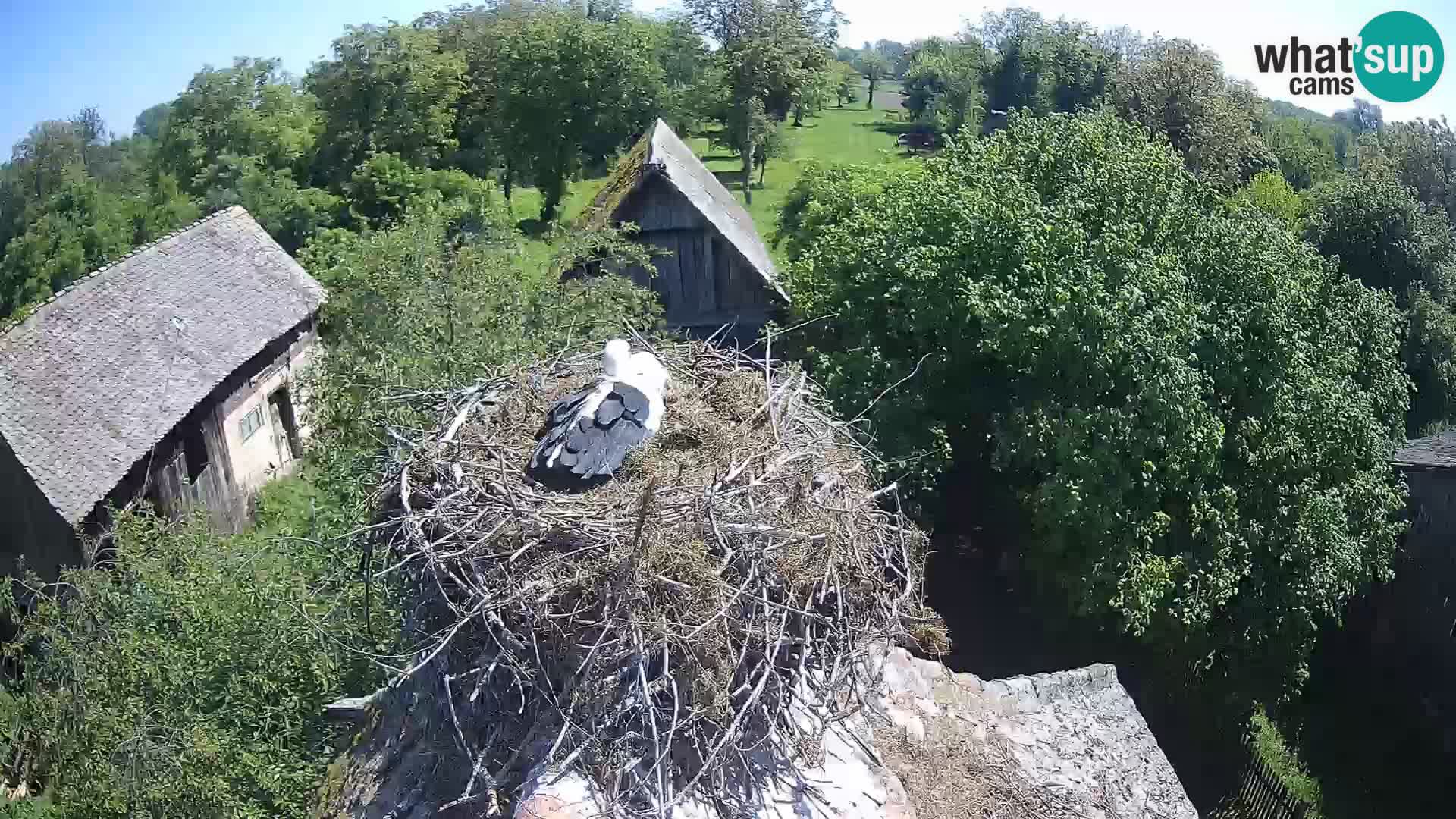 U živo Europsko selo roda – Park prirode Lonjsko polje