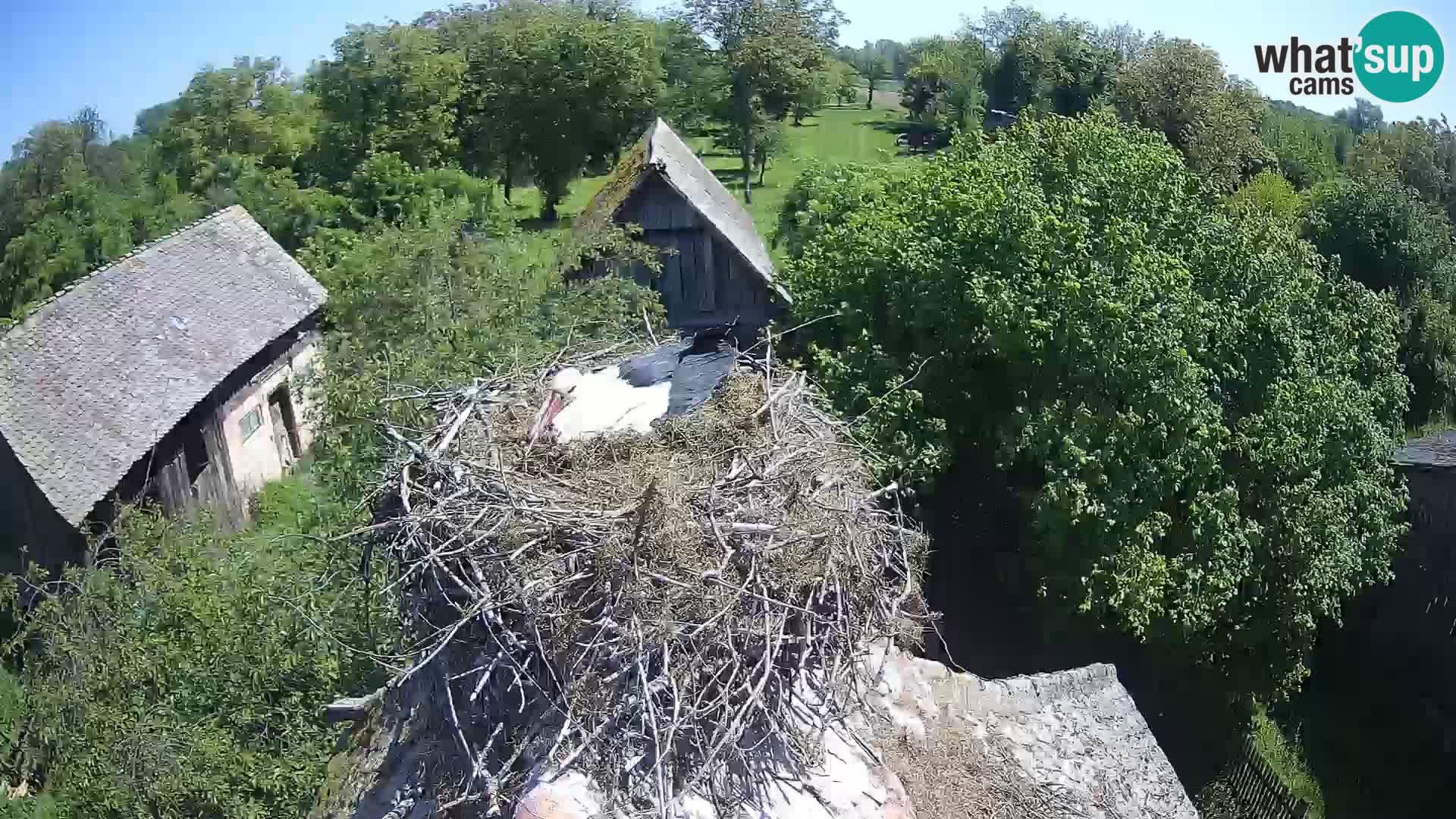 Villaggio delle cicogne europee webcam Parco naturale di Lonjsko polje