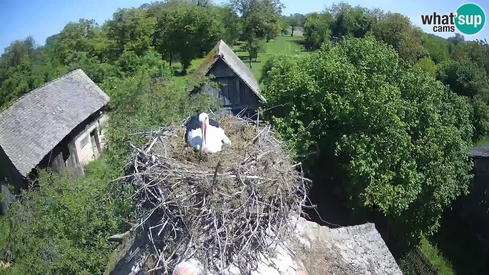 Webcam Europäisches Storchendorf – Naturpark Lonjsko polje