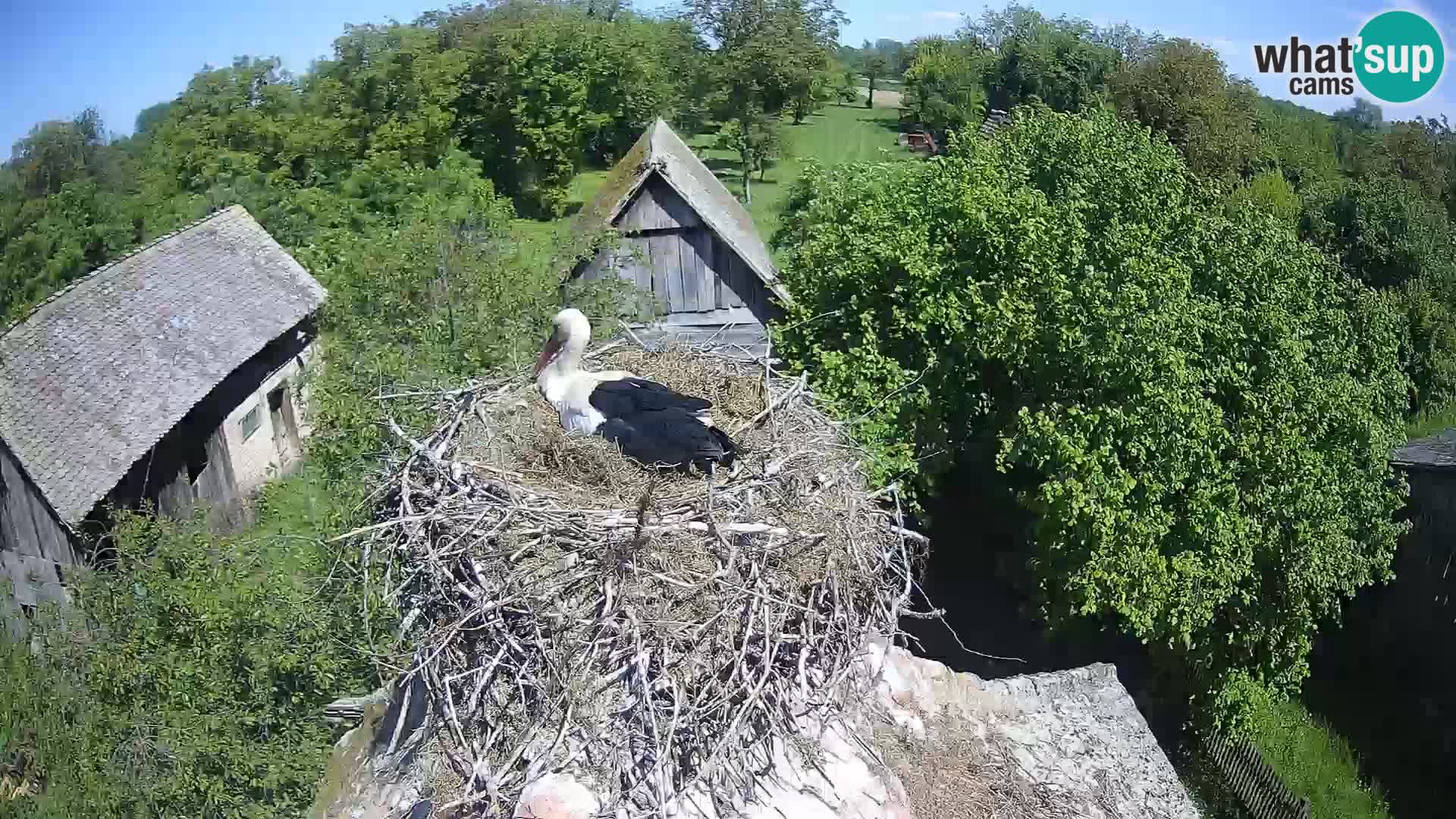 Village européen de cigognes webcam Parc naturel de Lonjsko polje