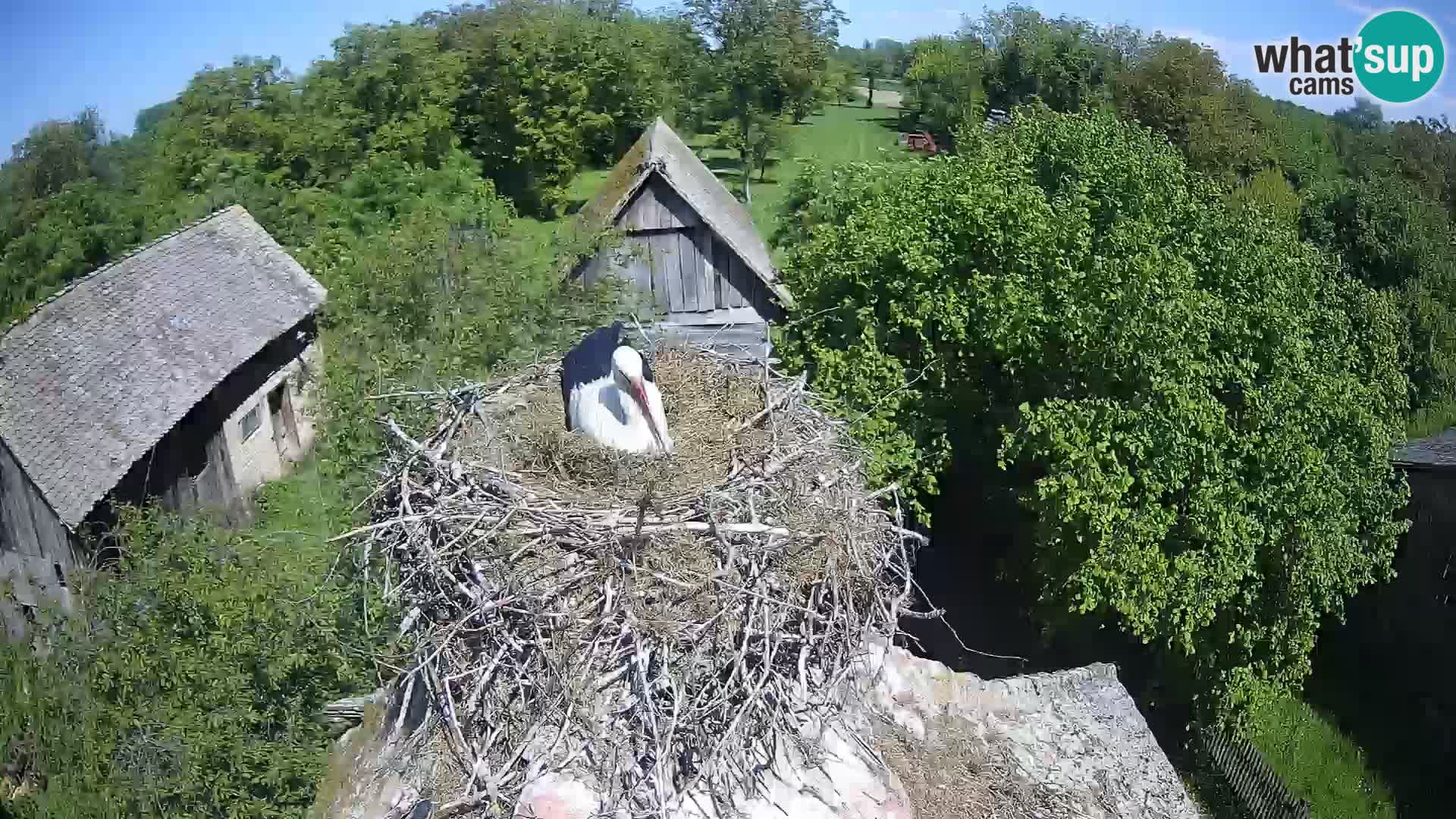 Webcam Europäisches Storchendorf – Naturpark Lonjsko polje
