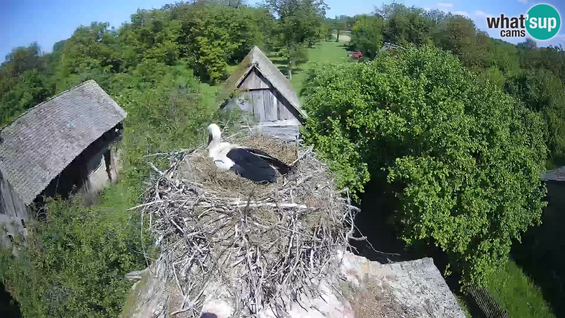 Pueblo europeo de cigüeñas camera en vivo Parque Natural Lonjsko polje