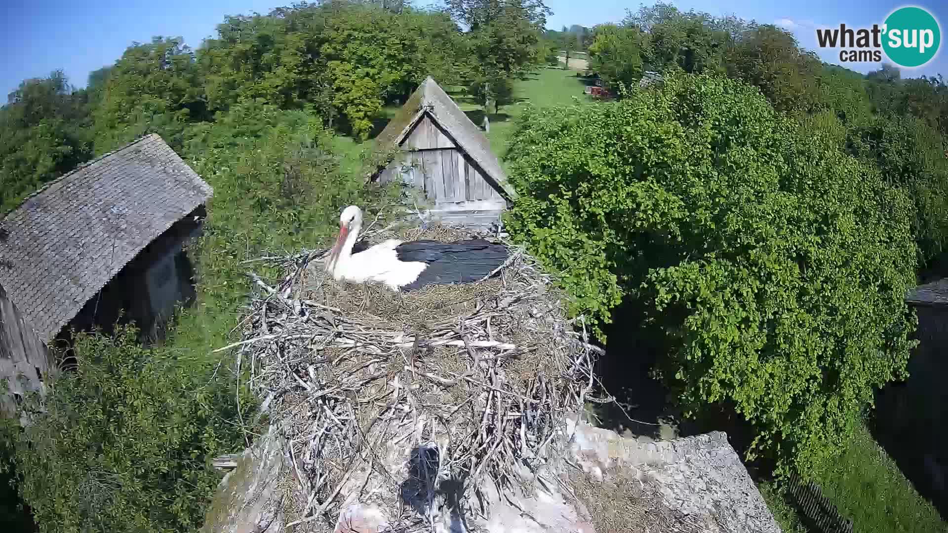 Villaggio delle cicogne europee webcam Parco naturale di Lonjsko polje