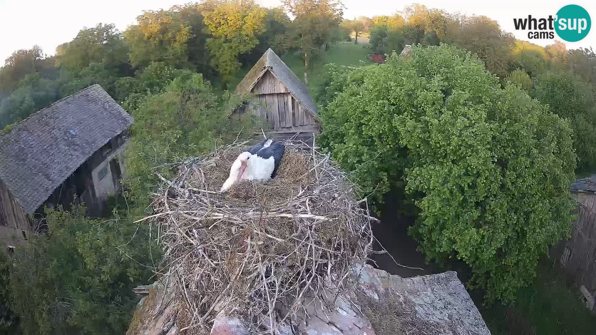 Pueblo europeo de cigüeñas camera en vivo Parque Natural Lonjsko polje