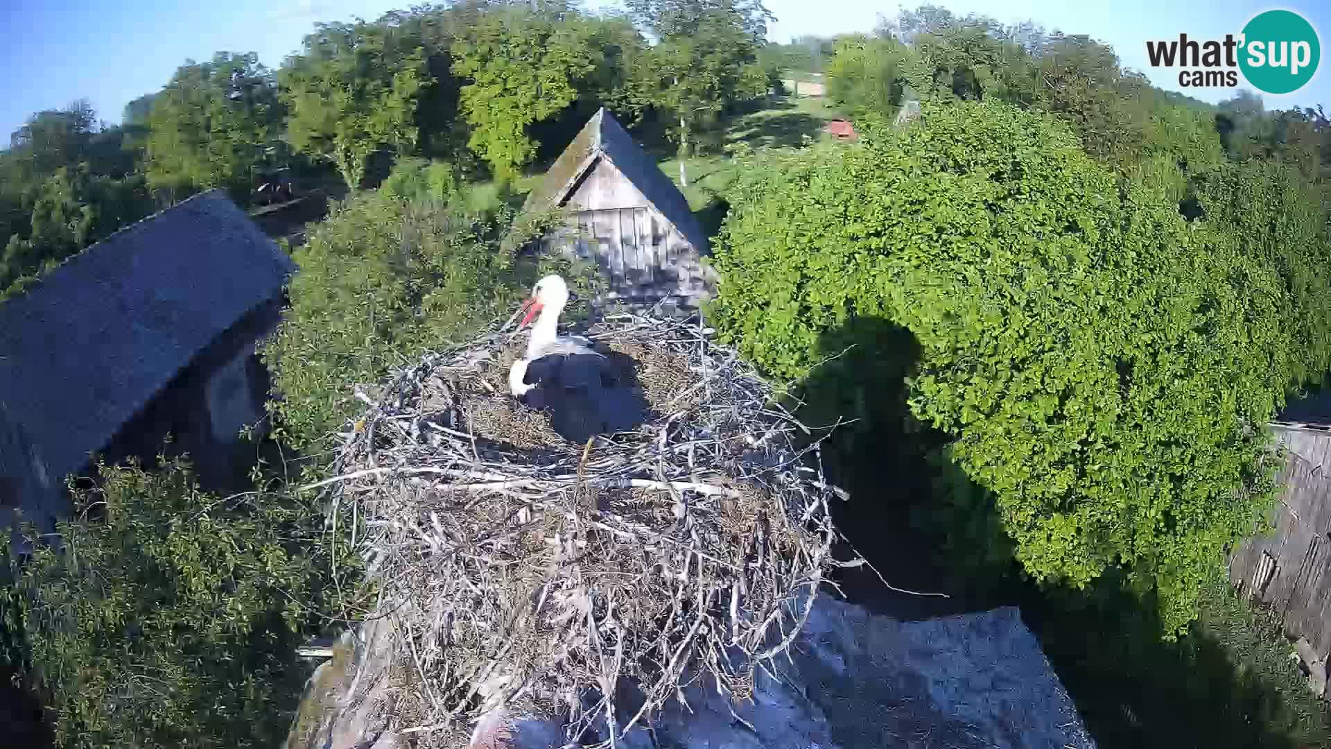 U živo Europsko selo roda – Park prirode Lonjsko polje