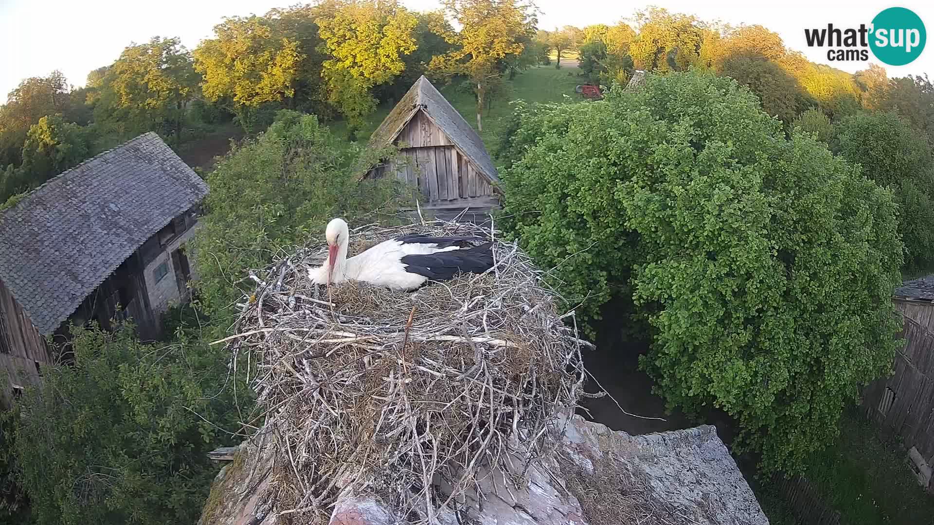 Villaggio delle cicogne europee webcam Parco naturale di Lonjsko polje