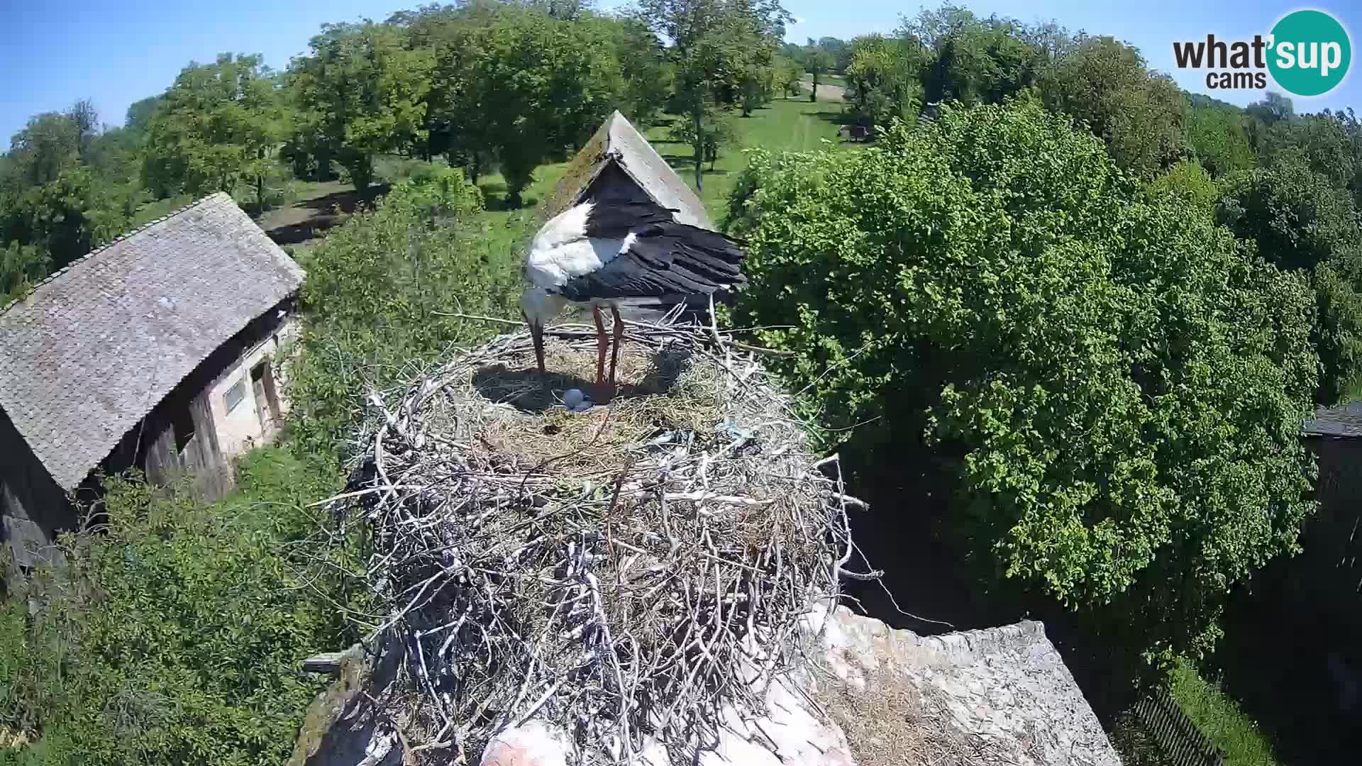 U živo Europsko selo roda – Park prirode Lonjsko polje