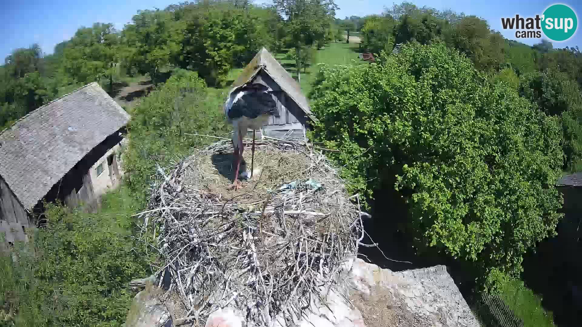 U živo Europsko selo roda – Park prirode Lonjsko polje