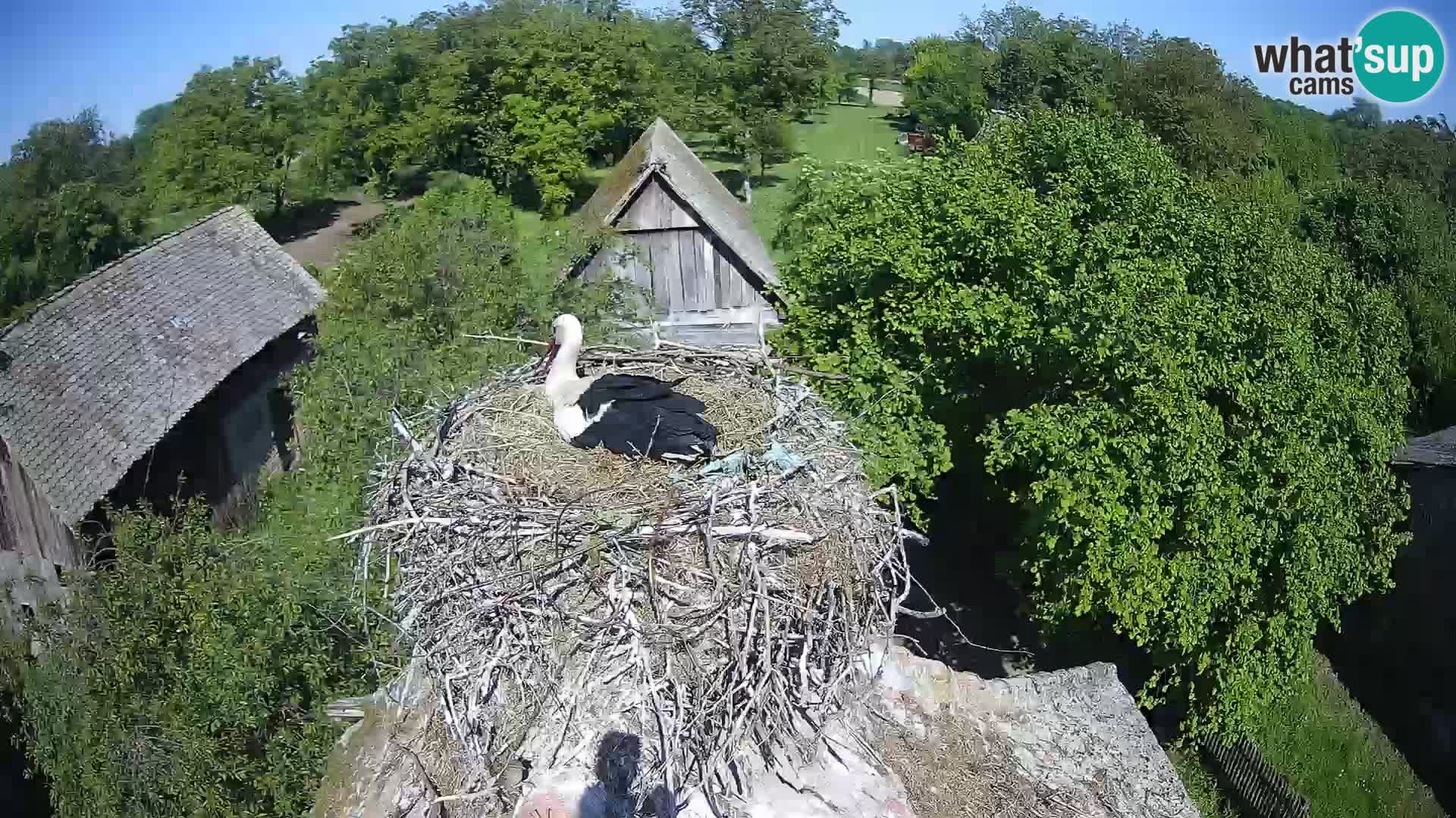 Villaggio delle cicogne europee webcam Parco naturale di Lonjsko polje