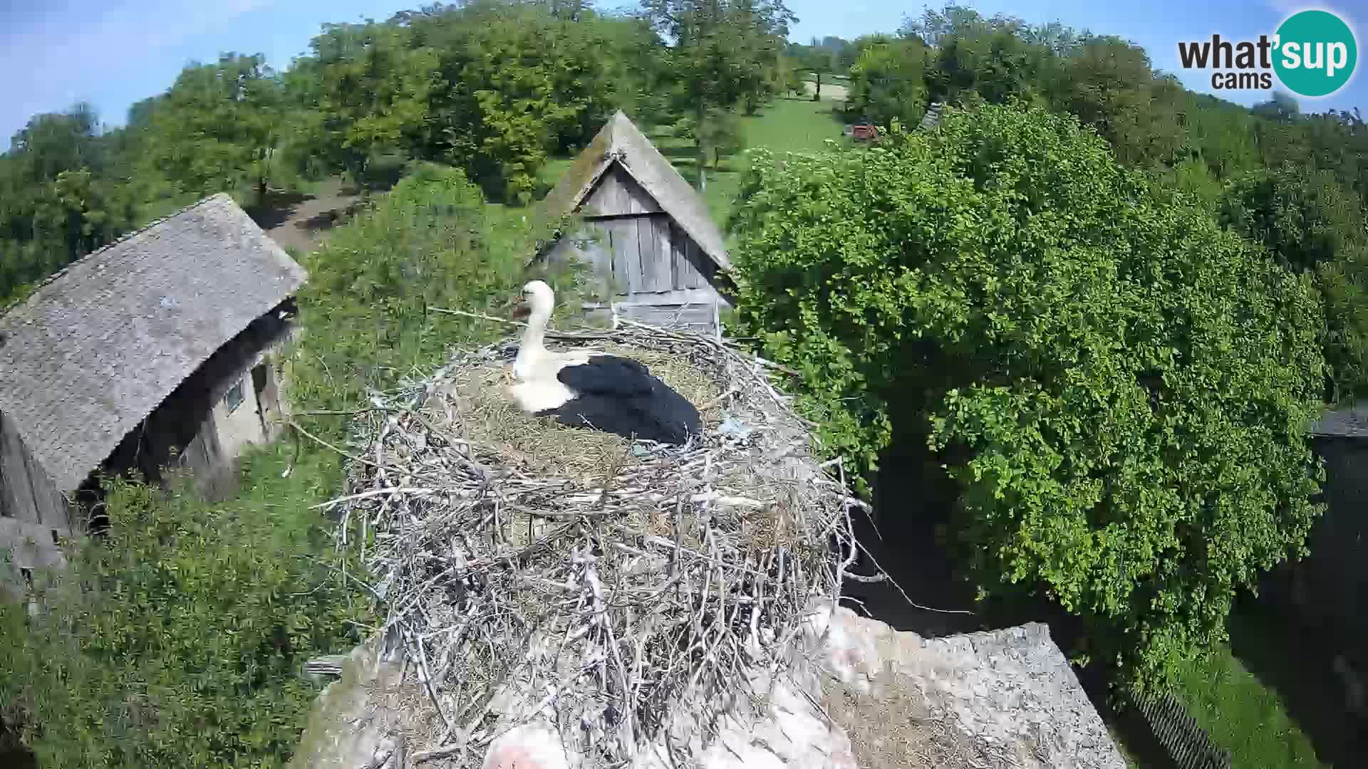 Village européen de cigognes webcam Parc naturel de Lonjsko polje
