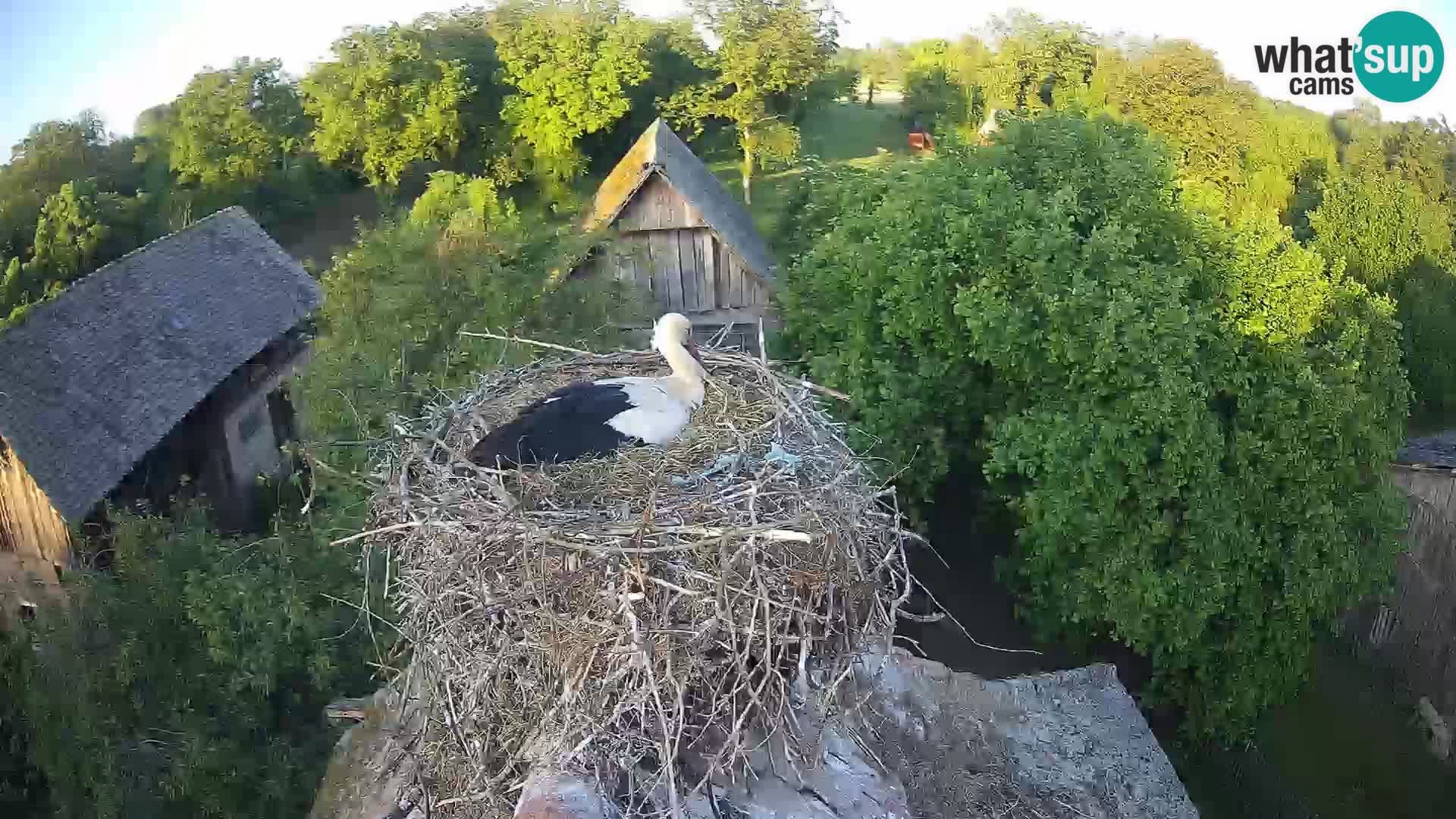 Villaggio delle cicogne europee webcam Parco naturale di Lonjsko polje