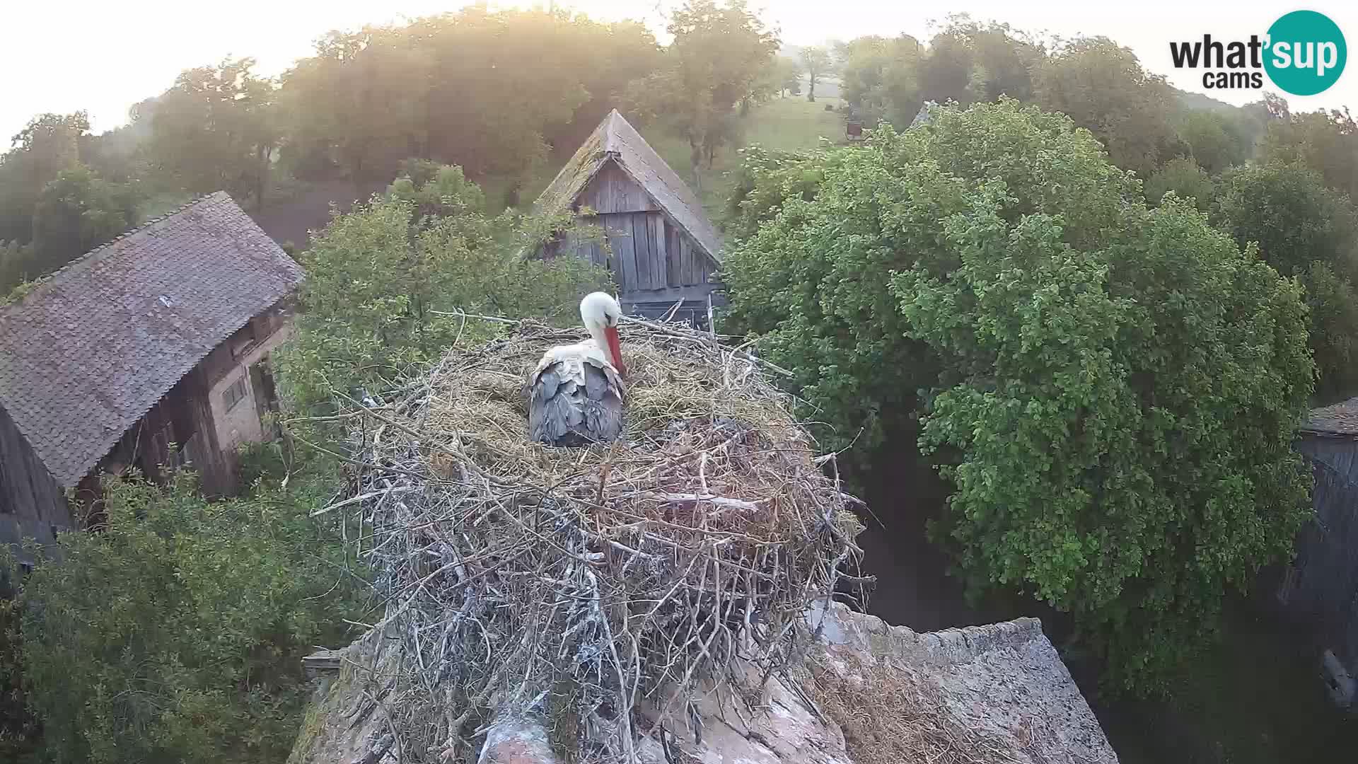 Villaggio delle cicogne europee webcam Parco naturale di Lonjsko polje