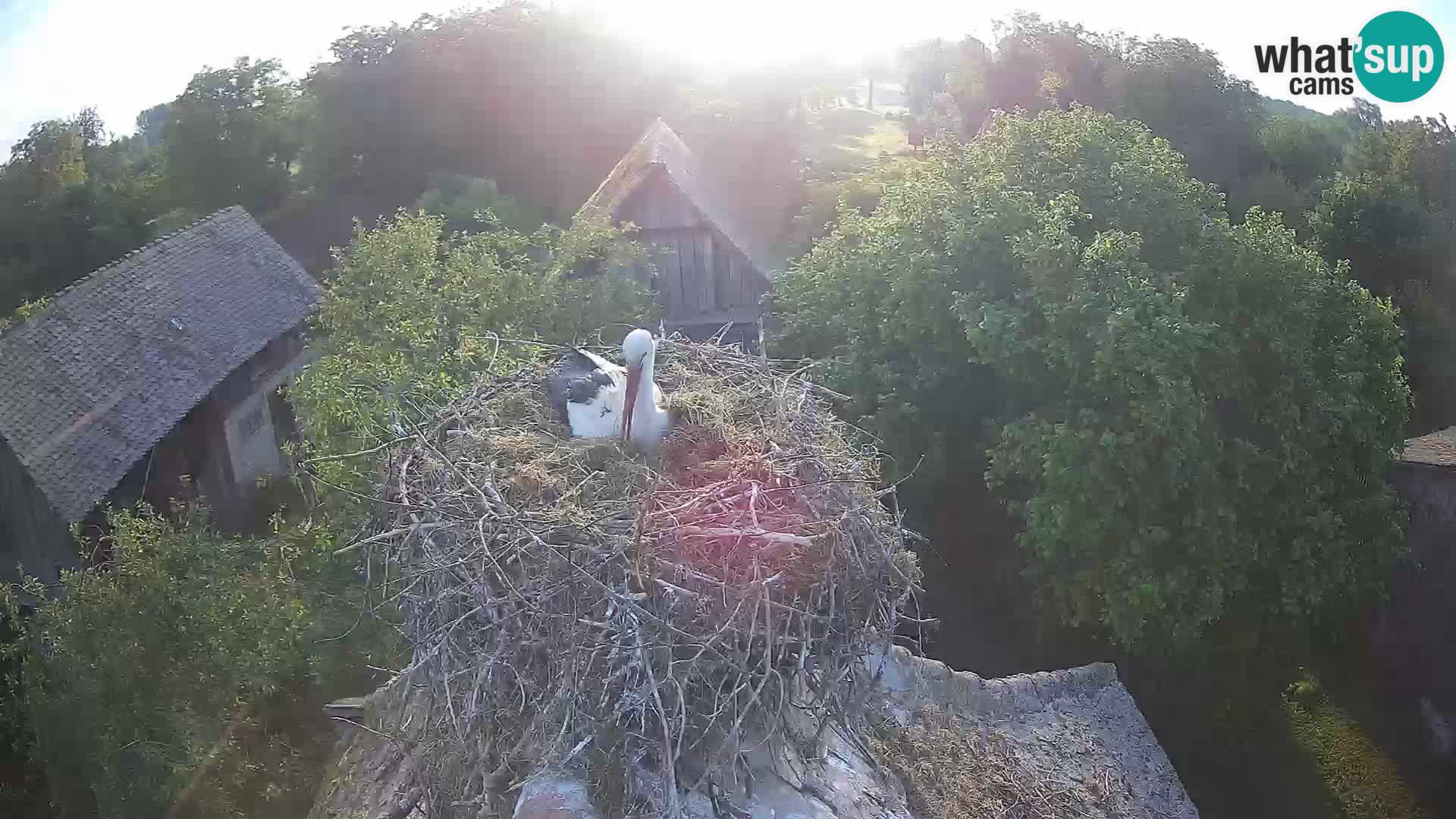Village européen de cigognes webcam Parc naturel de Lonjsko polje