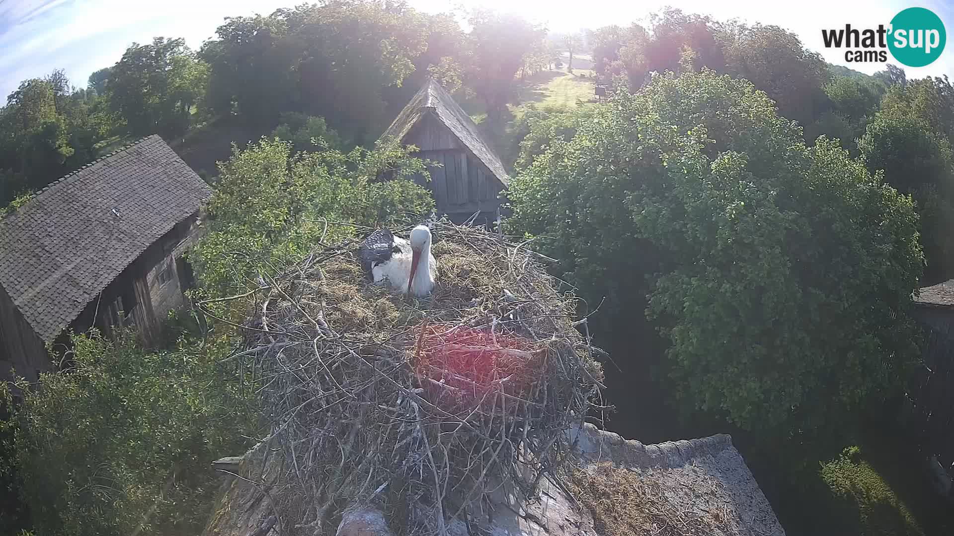 Webcam Europäisches Storchendorf – Naturpark Lonjsko polje