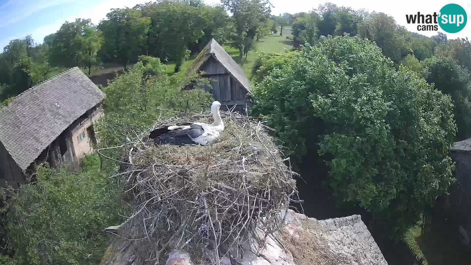 U živo Europsko selo roda – Park prirode Lonjsko polje