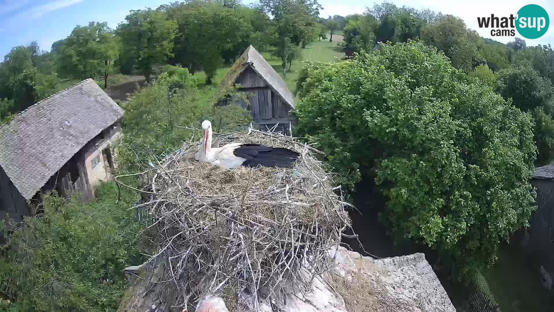 Pueblo europeo de cigüeñas camera en vivo Parque Natural Lonjsko polje