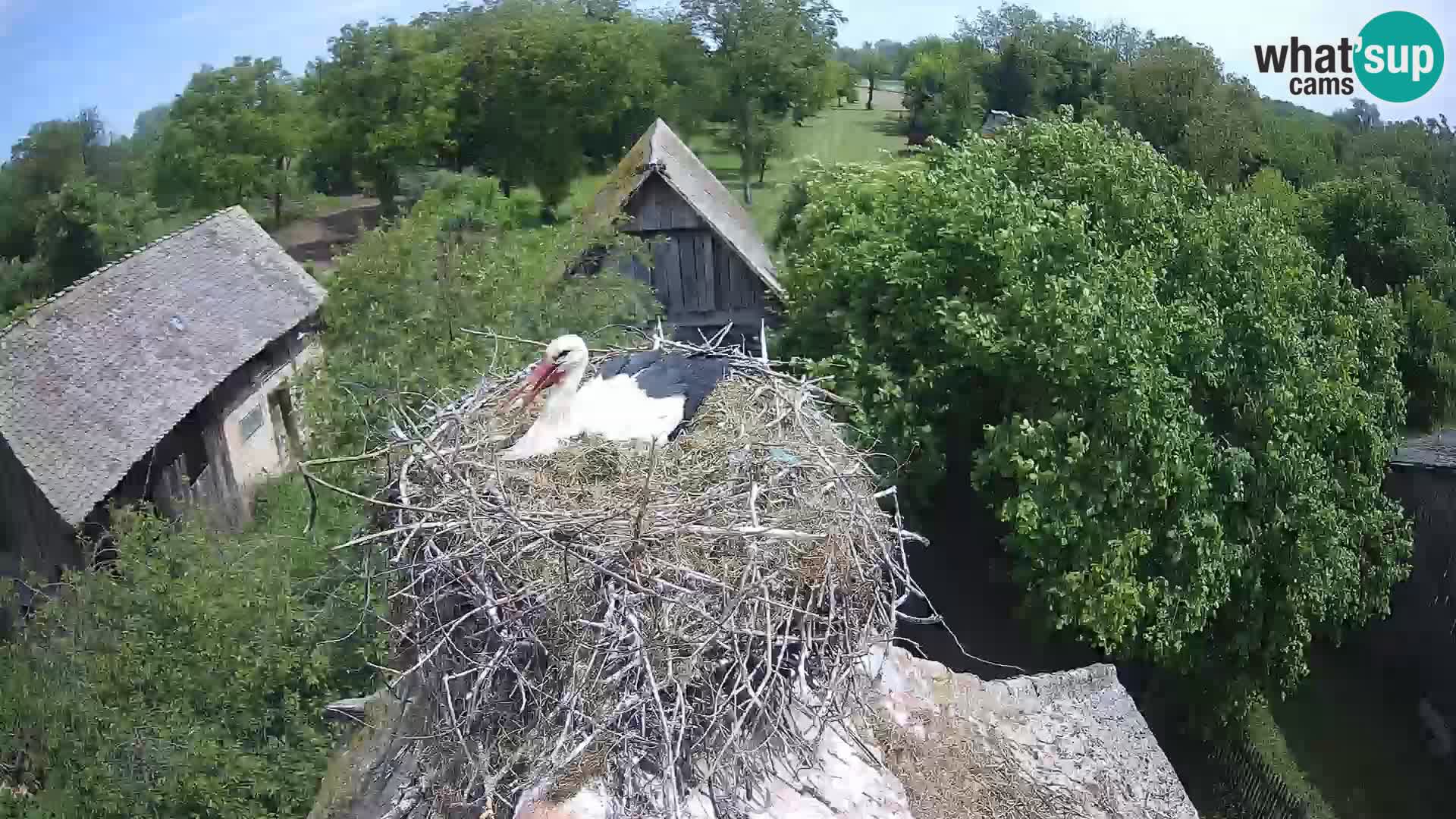 Pueblo europeo de cigüeñas camera en vivo Parque Natural Lonjsko polje