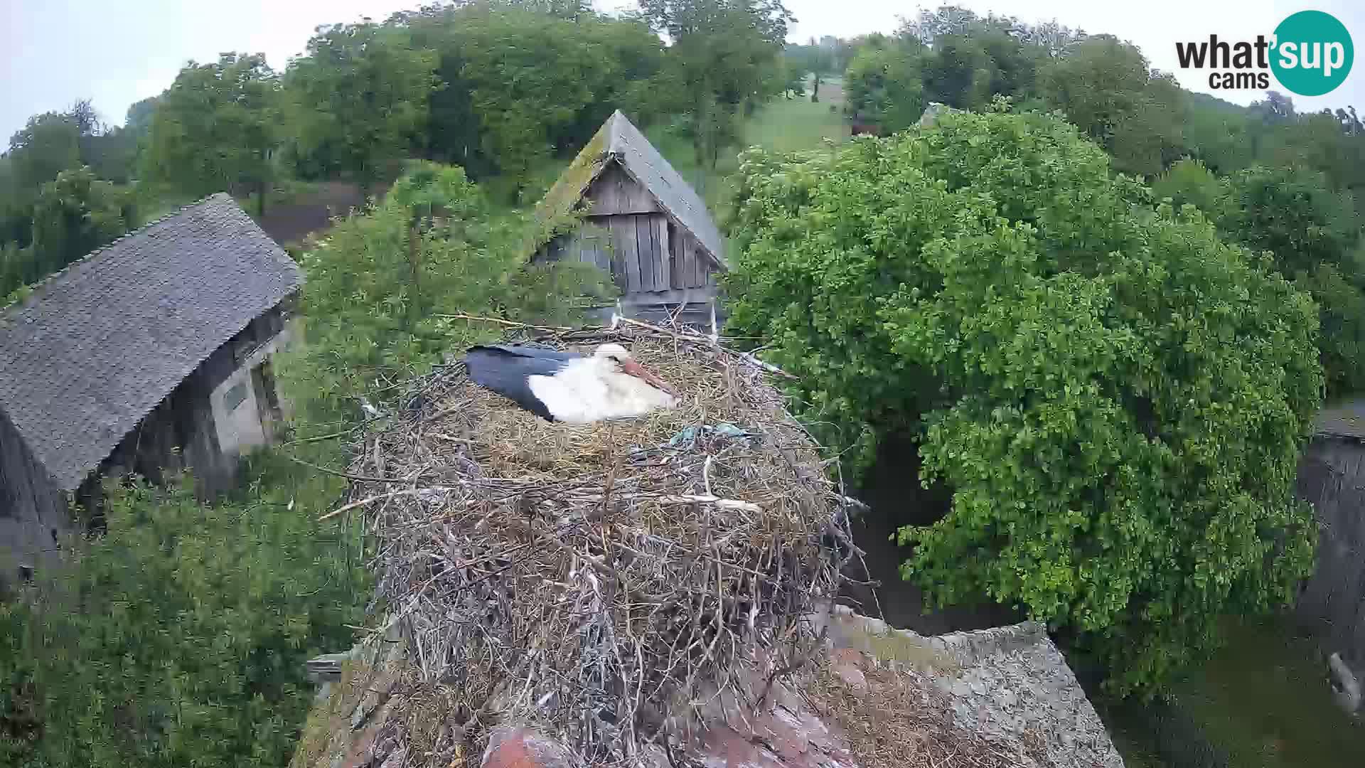 Village européen de cigognes webcam Parc naturel de Lonjsko polje
