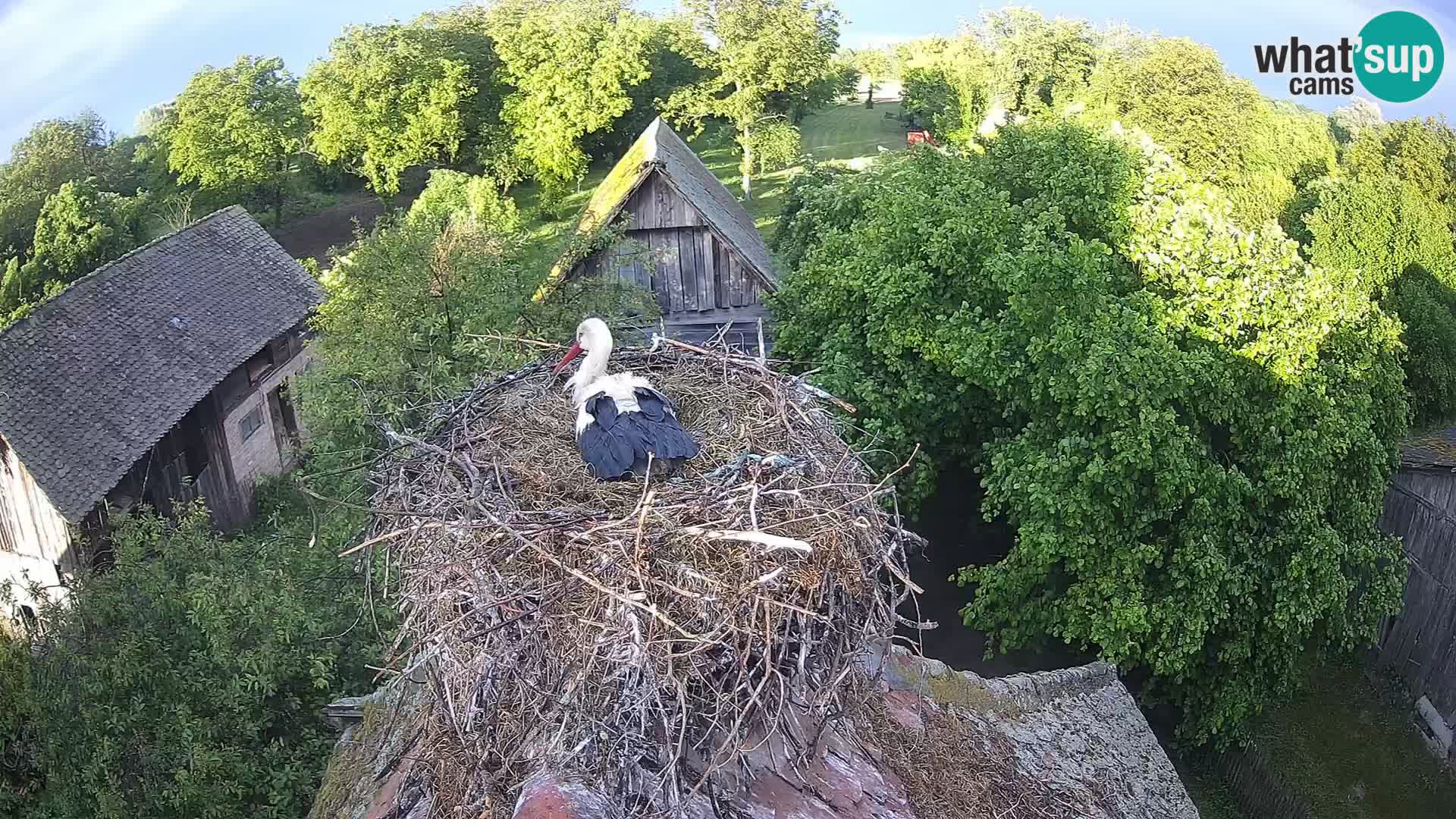 Pueblo europeo de cigüeñas camera en vivo Parque Natural Lonjsko polje