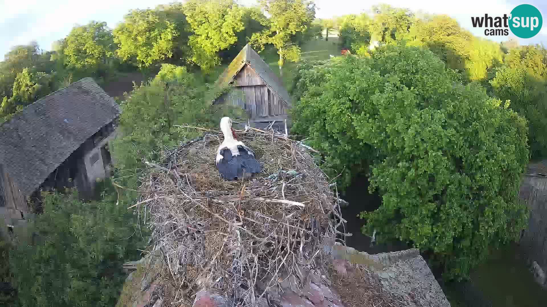Village européen de cigognes webcam Parc naturel de Lonjsko polje
